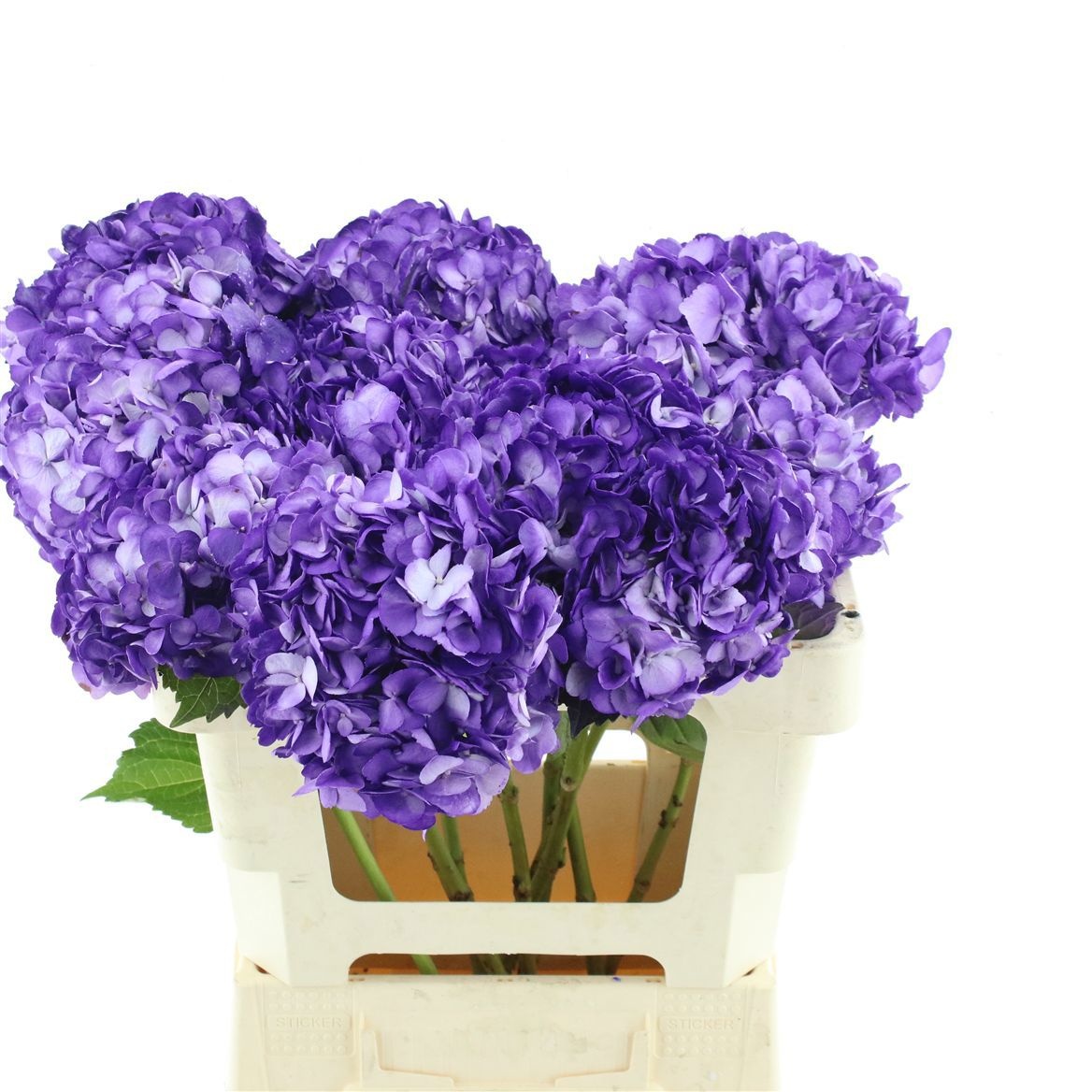 Hydrangea 60cm 19Ø