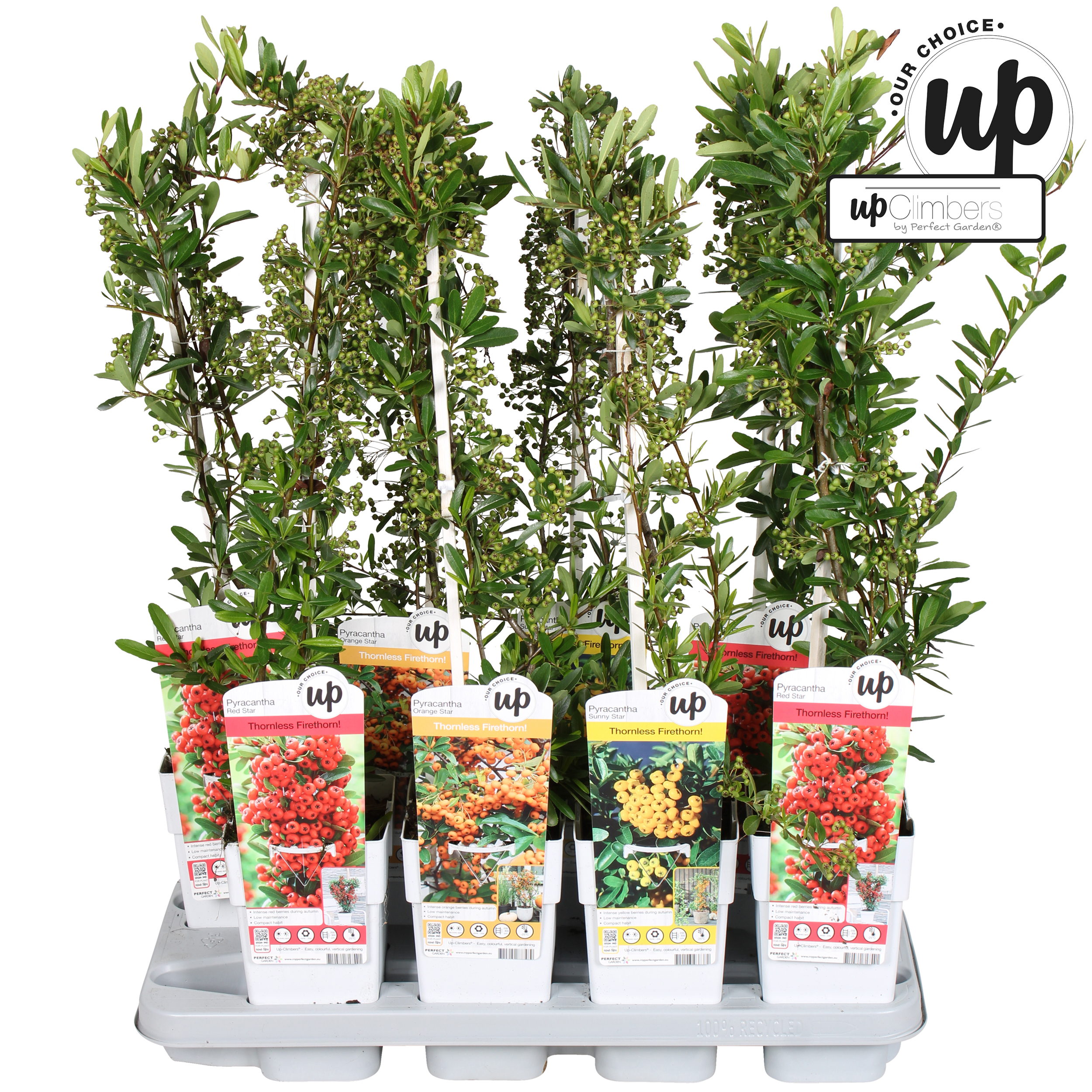 Picture of Pyracantha Our Choice mix tray P15
