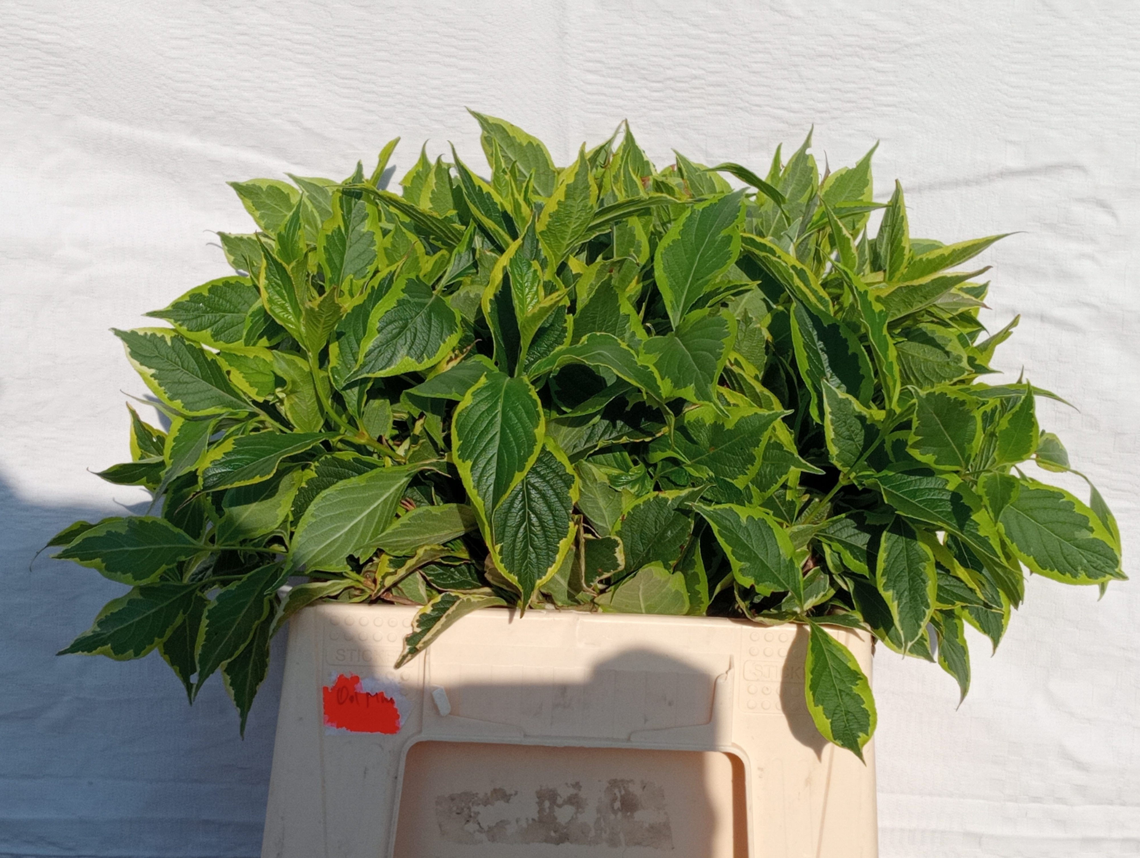 Weigela Elstead 40cm