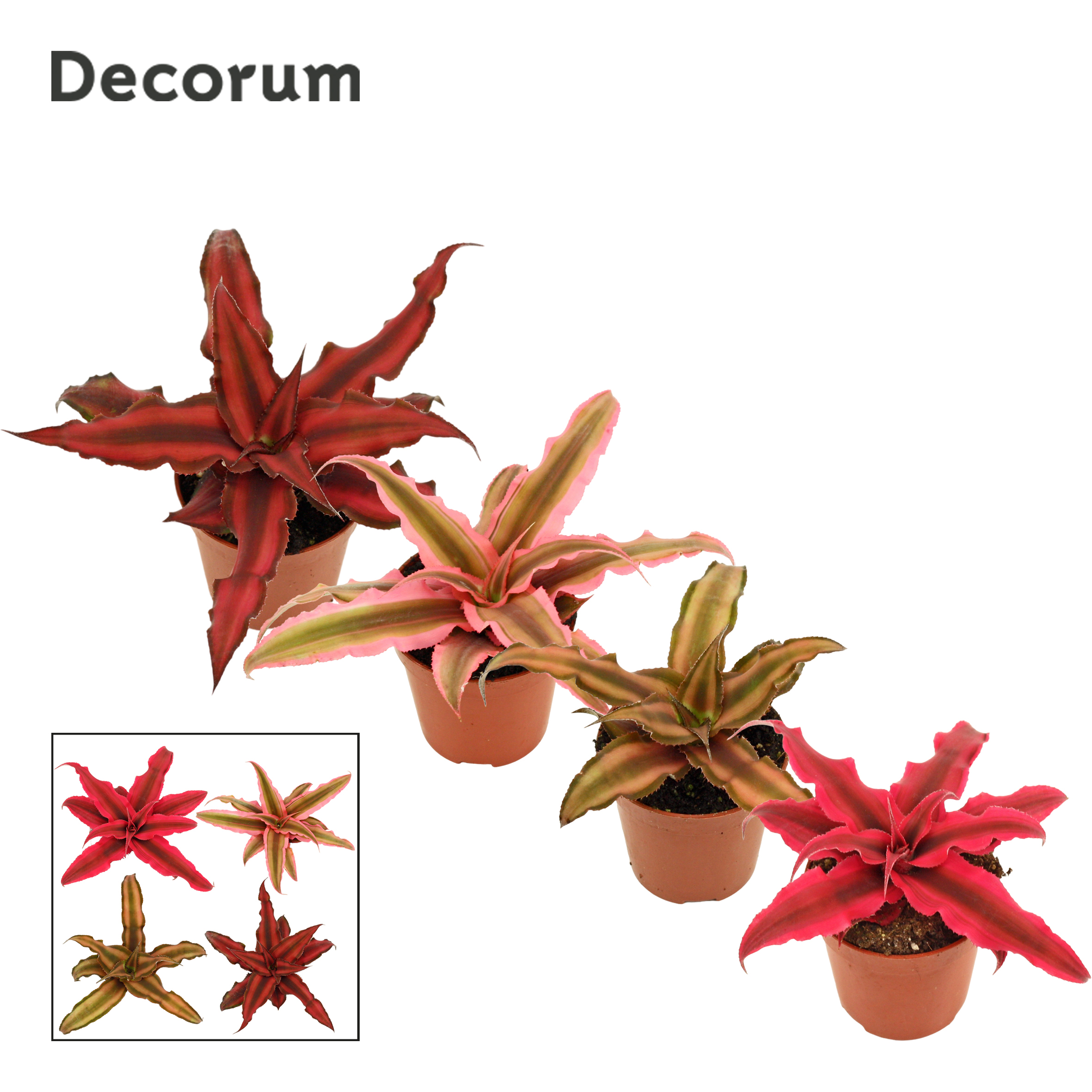 Picture of Cryptanthus in varieties Decorum P6 6CM