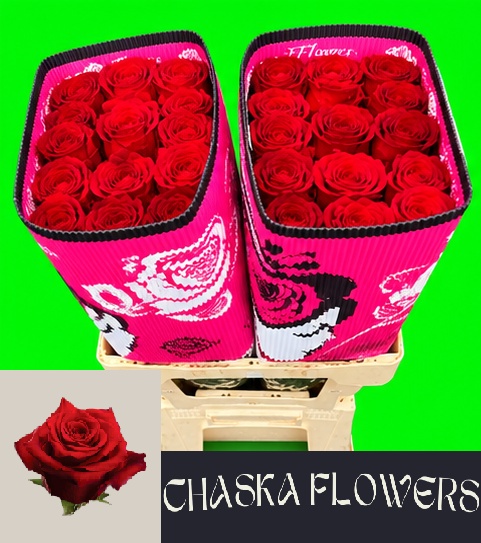 Rosa Explorer 50cm