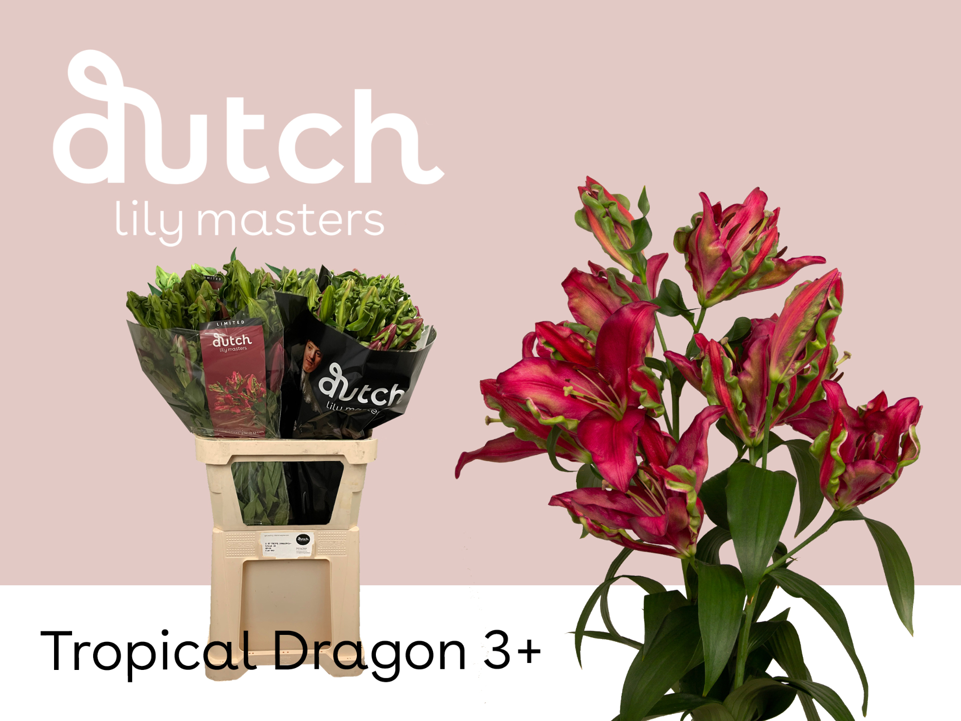 Li Ot Tropic Dragon