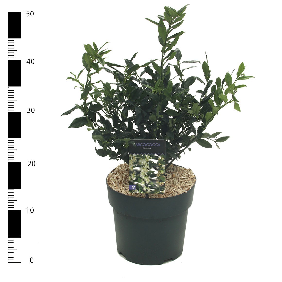 Picture of Sarcococca confusa