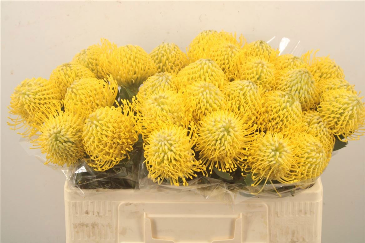 Leuco Ayoba Yellow 50cm