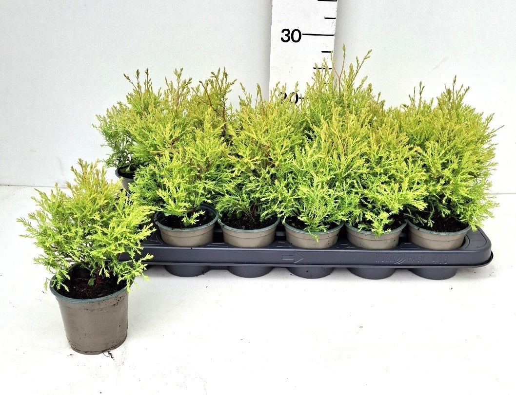 Thuja occ. THUJA O OV | Gardenline