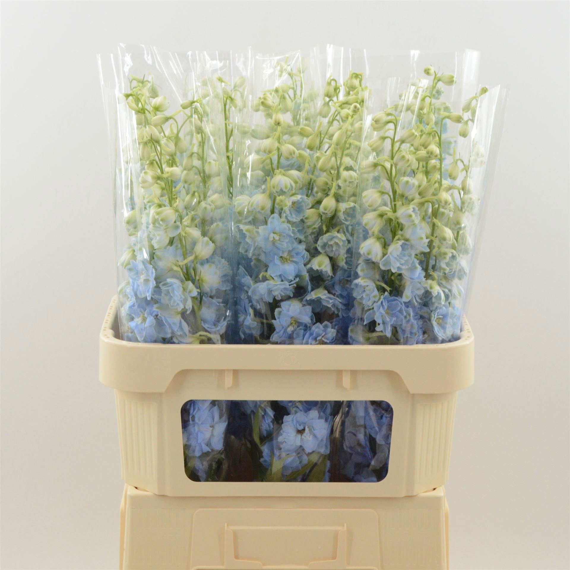 Delphinium El Dewi Boy 80cm