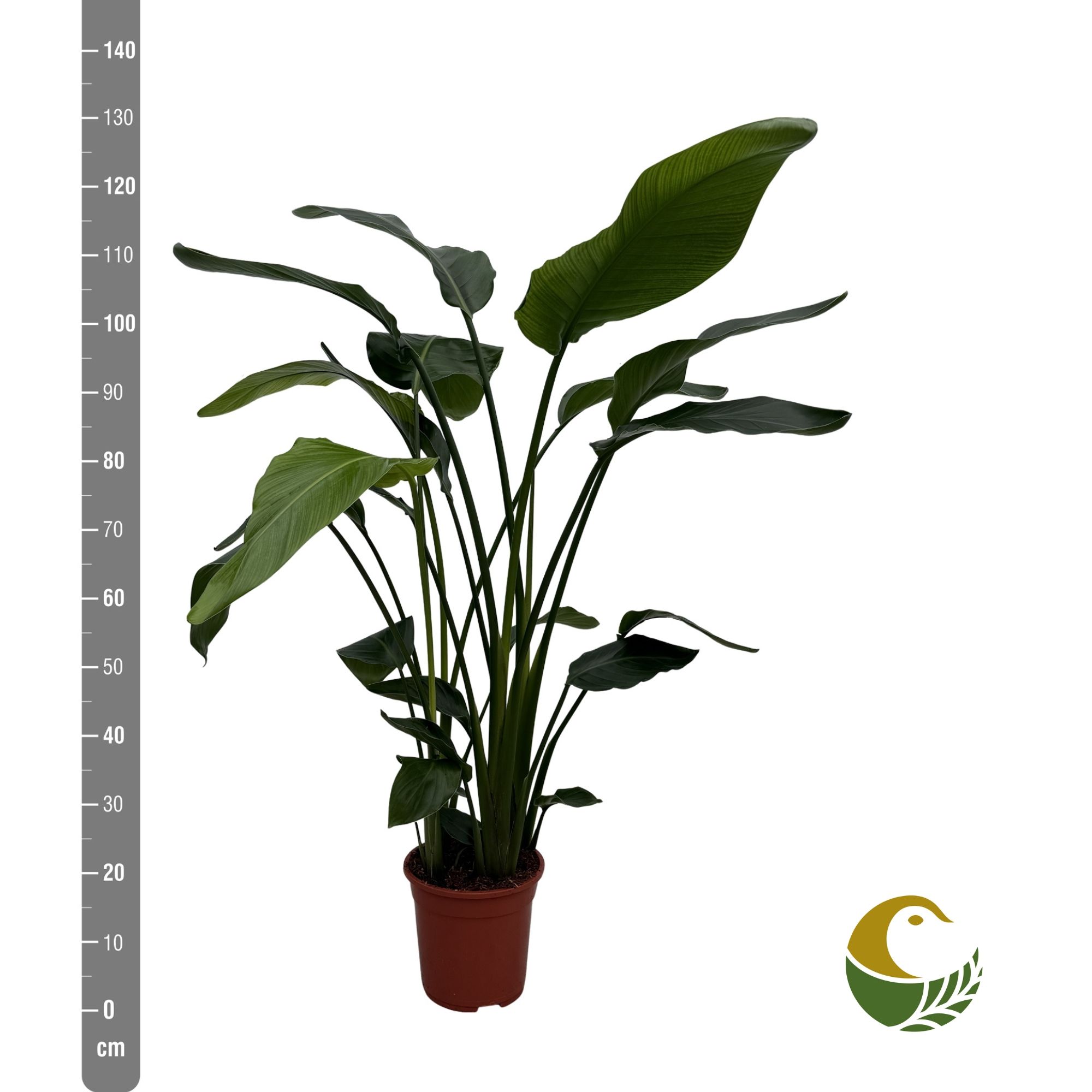 Strelitzia Nicolai 21Ø 150cm