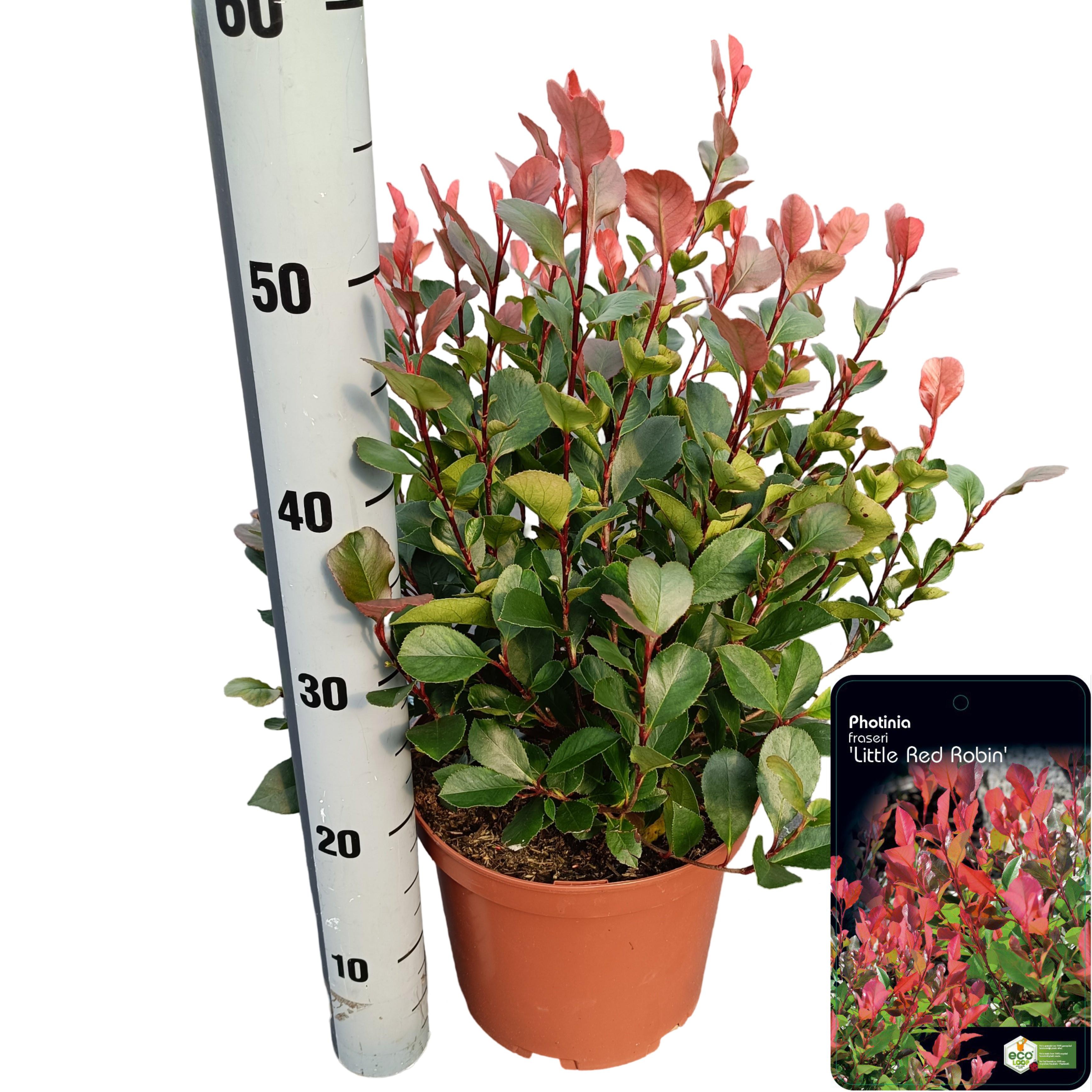 Picture of Photinia fraseri 'Little Red Robin' C5