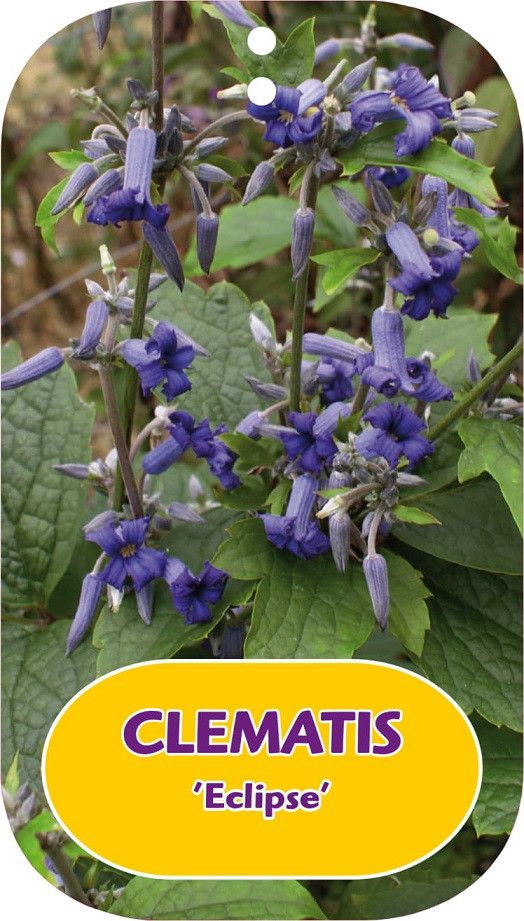 Clematis 'Eclipse'