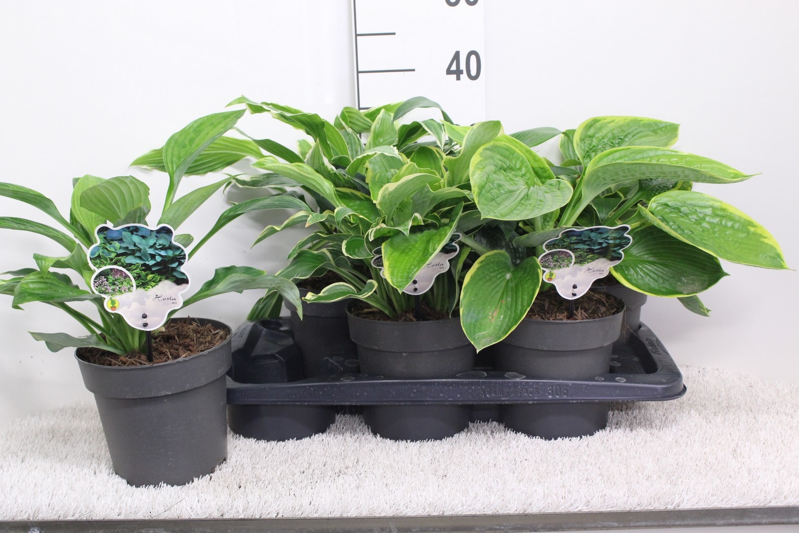 Picture of Hosta in varieties P17 (2 Ltr)