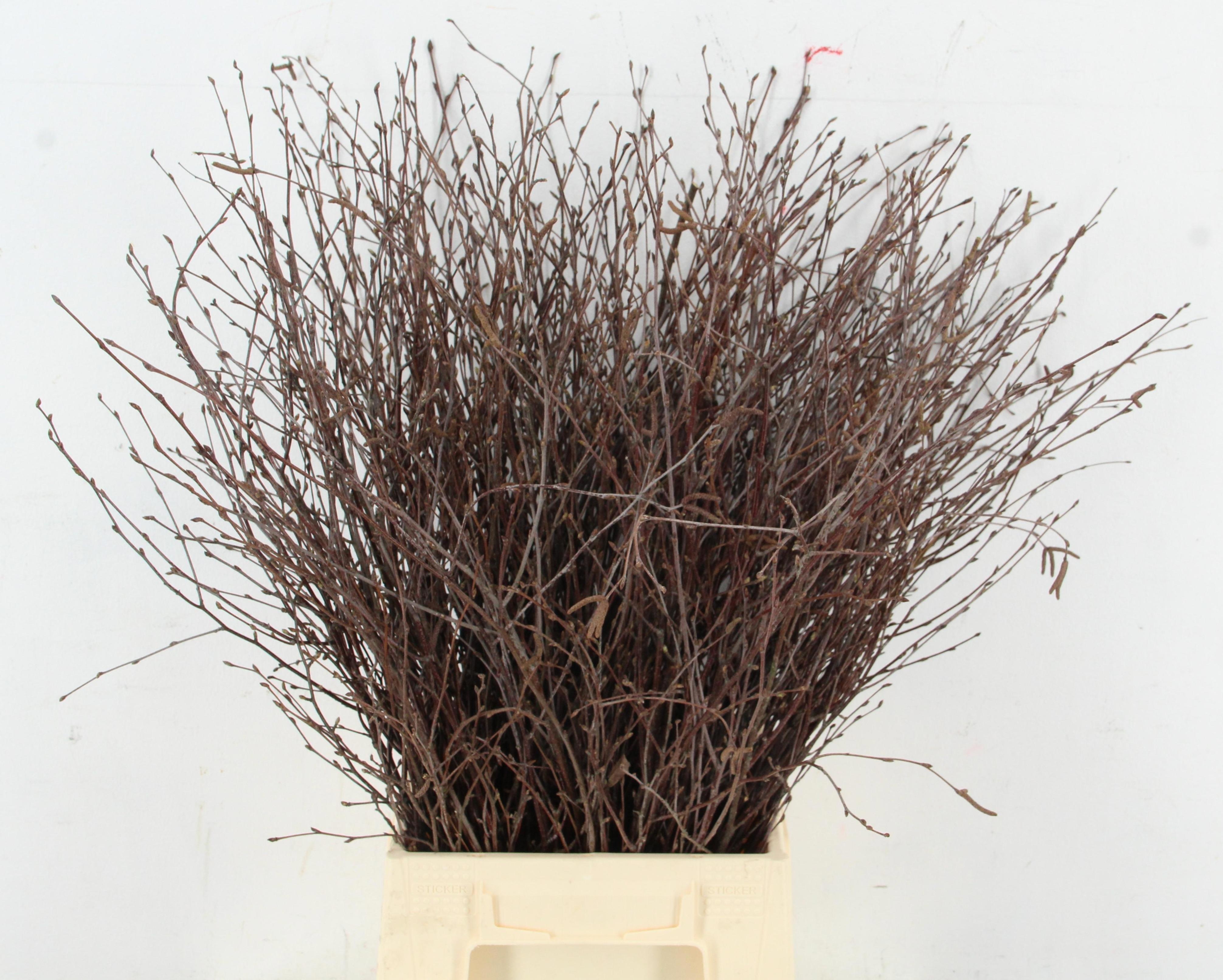 Betula Bs