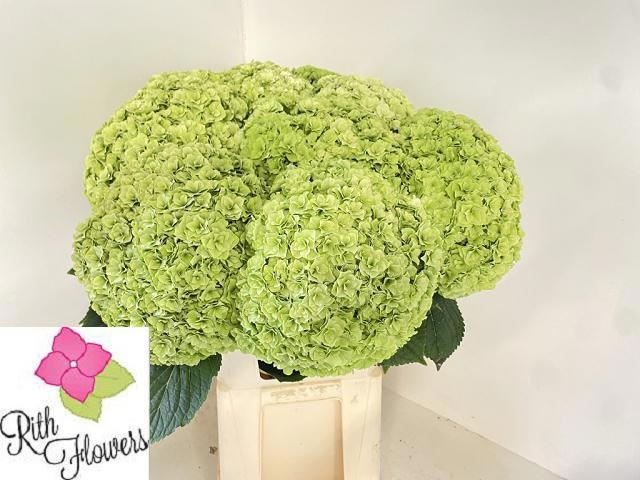 Hydrangea Roy Highne Classic 80cm 27Ø
