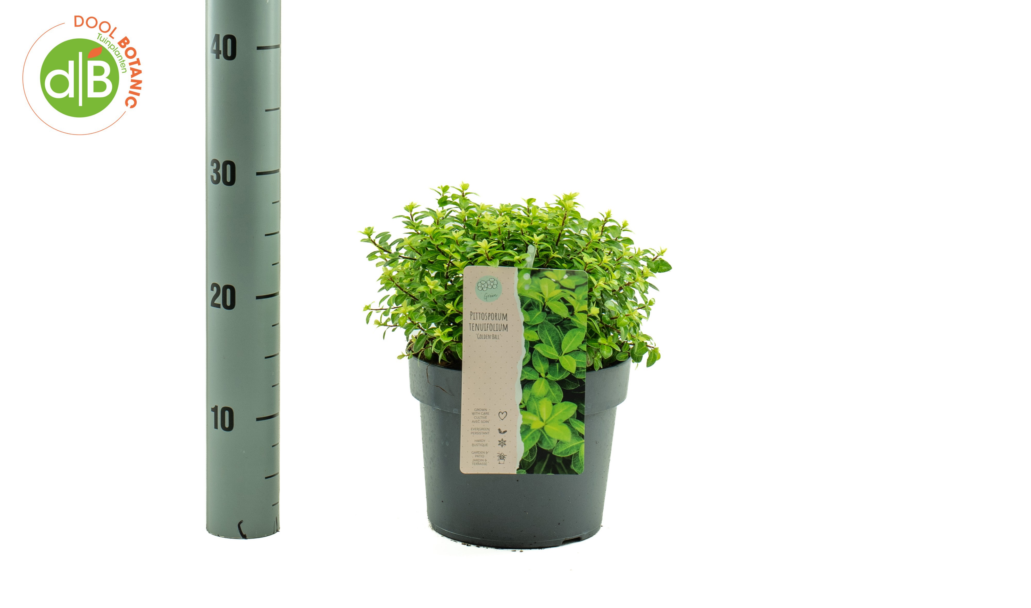 Pittosporum ten. 'Gold Ball' pbr