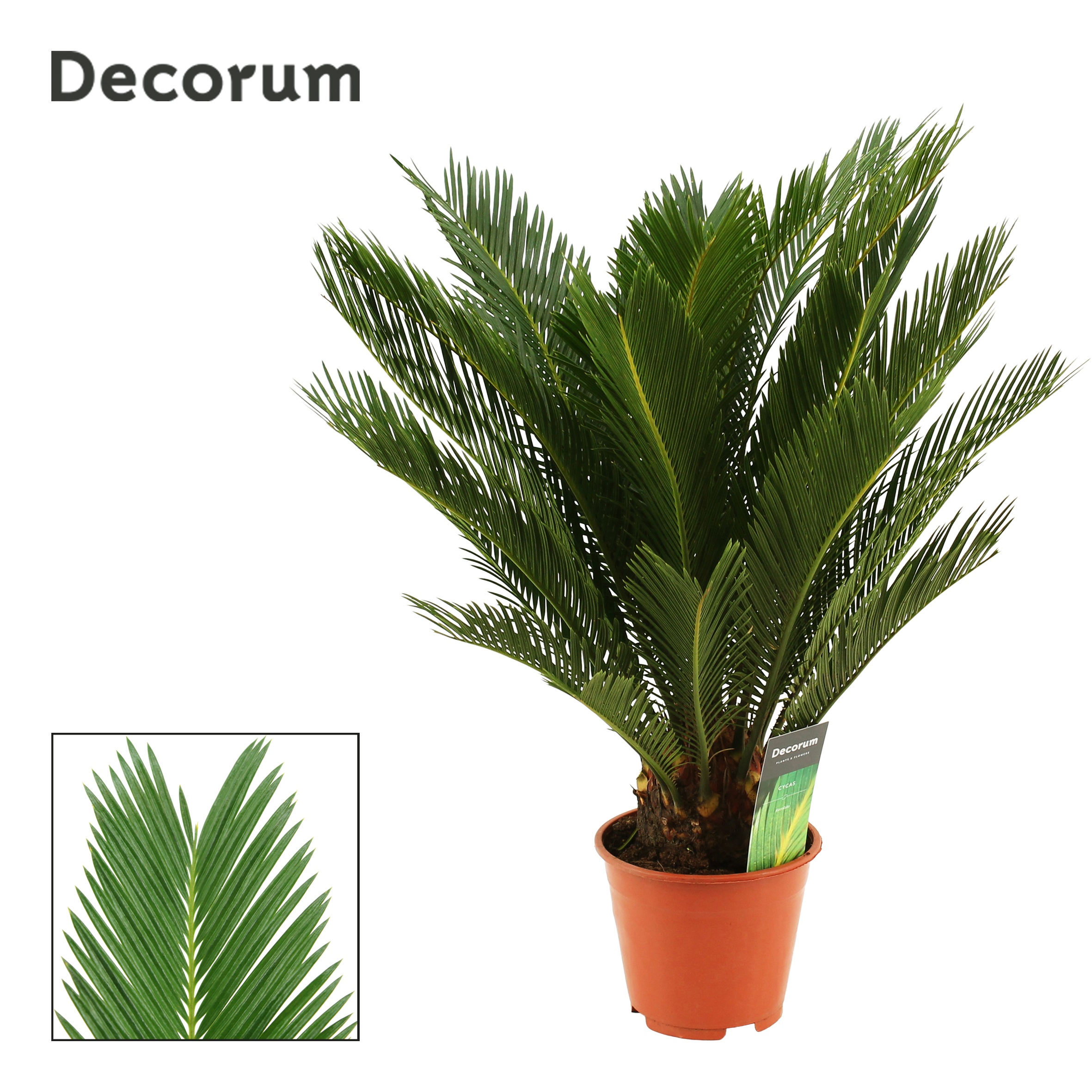 Cycas Revoluta Decorum, 10+ veren