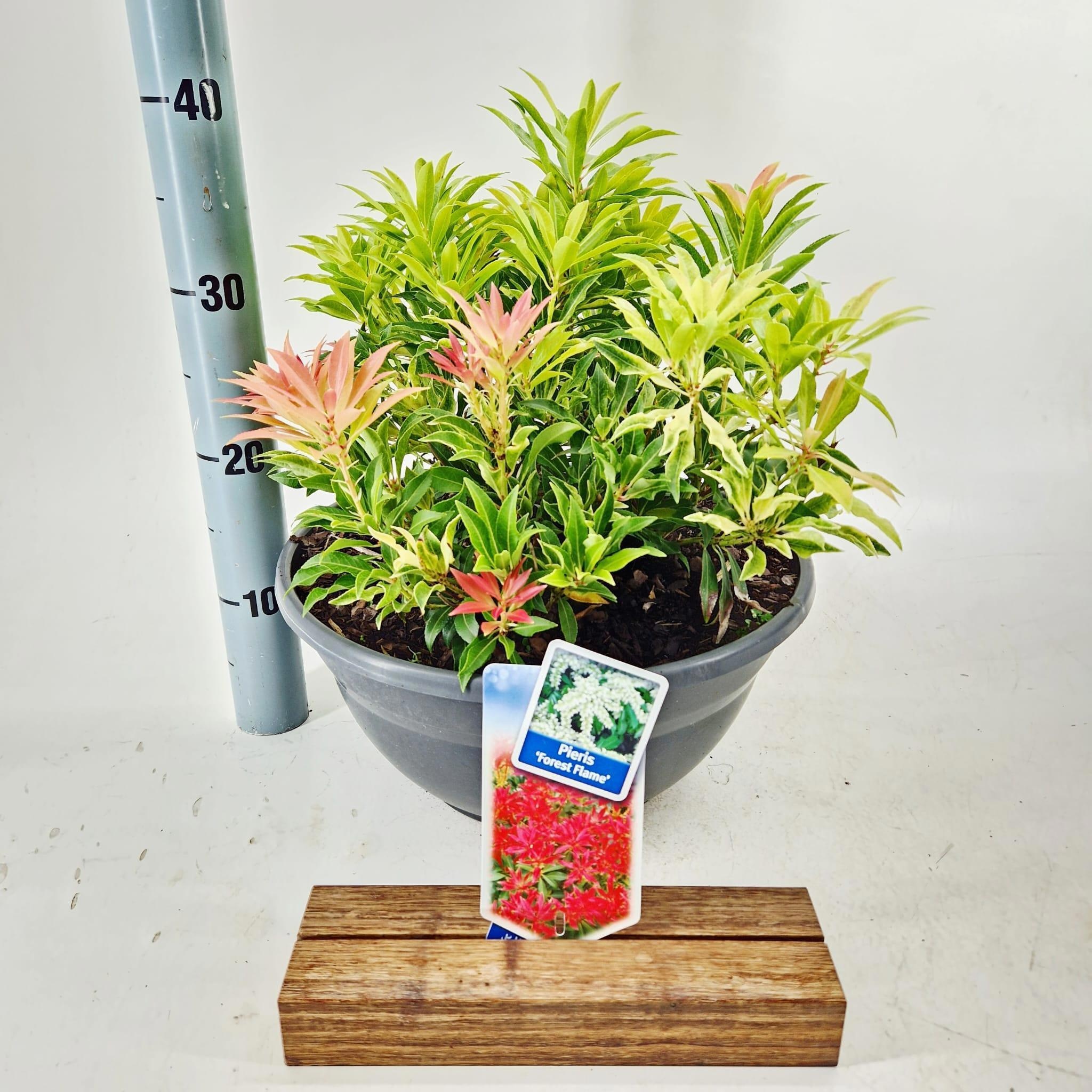 Pieris 'Forest Flame'