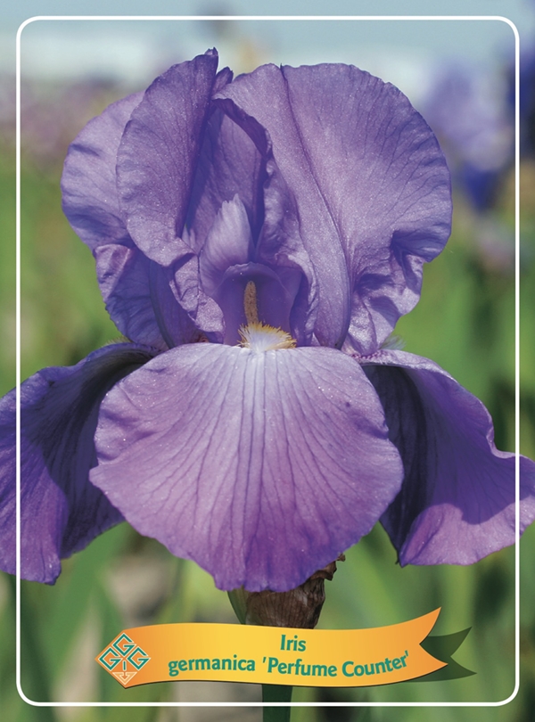 Picture of Iris germanica Mix 6x10 srt. per shelve P11