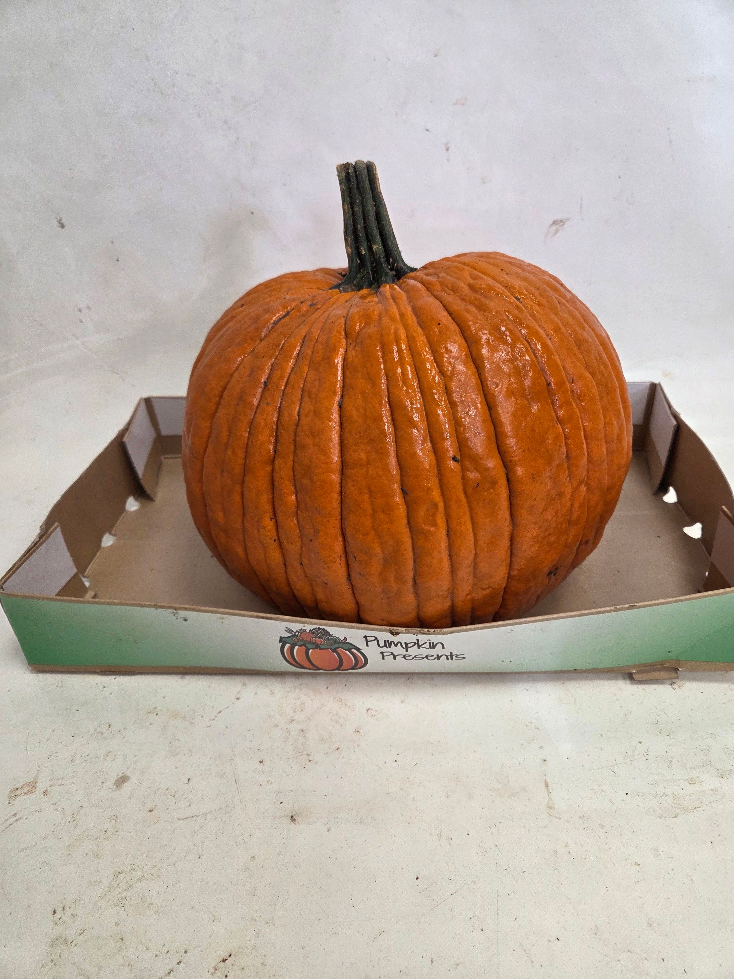 Cucurbita