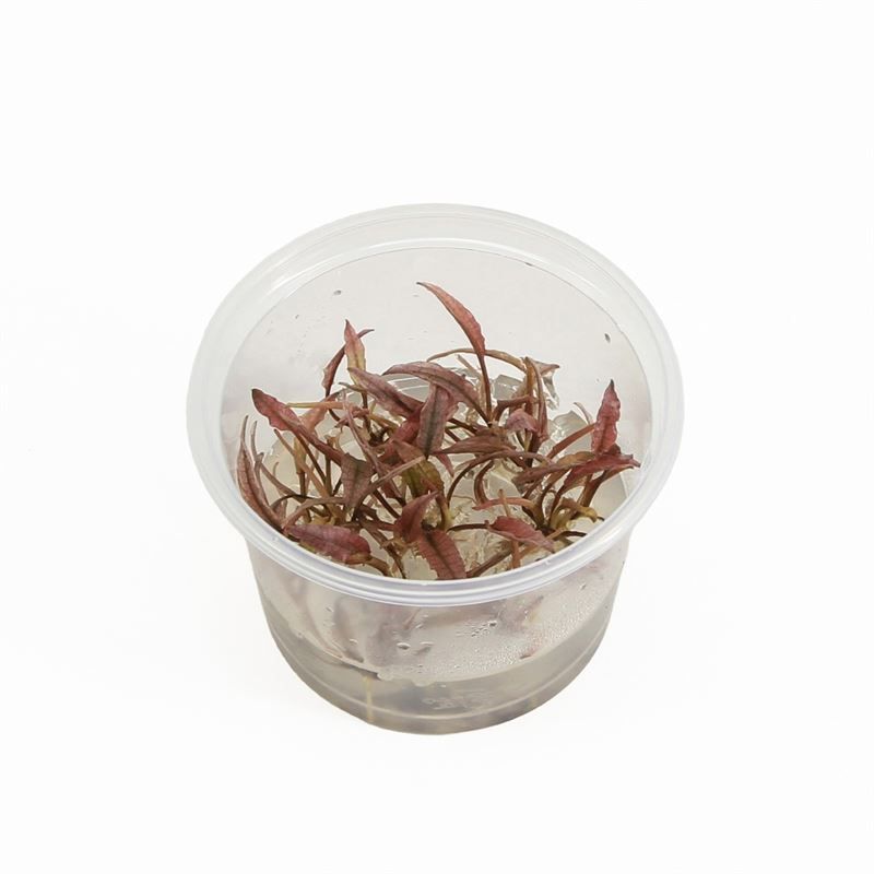 Cryptocoryne flamingo (cup 100cc)