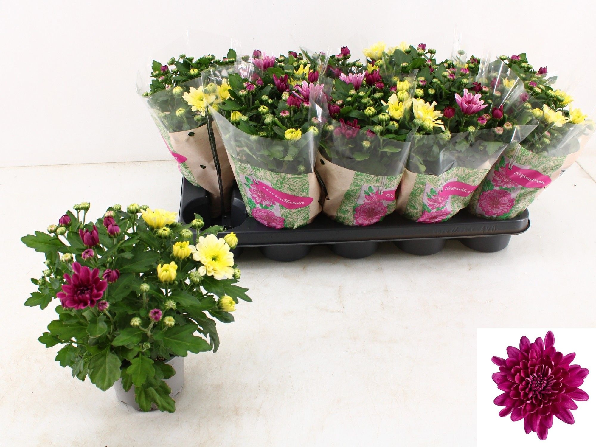 Chrys Mo Aub Gem Pot 12P 26H 22bloei