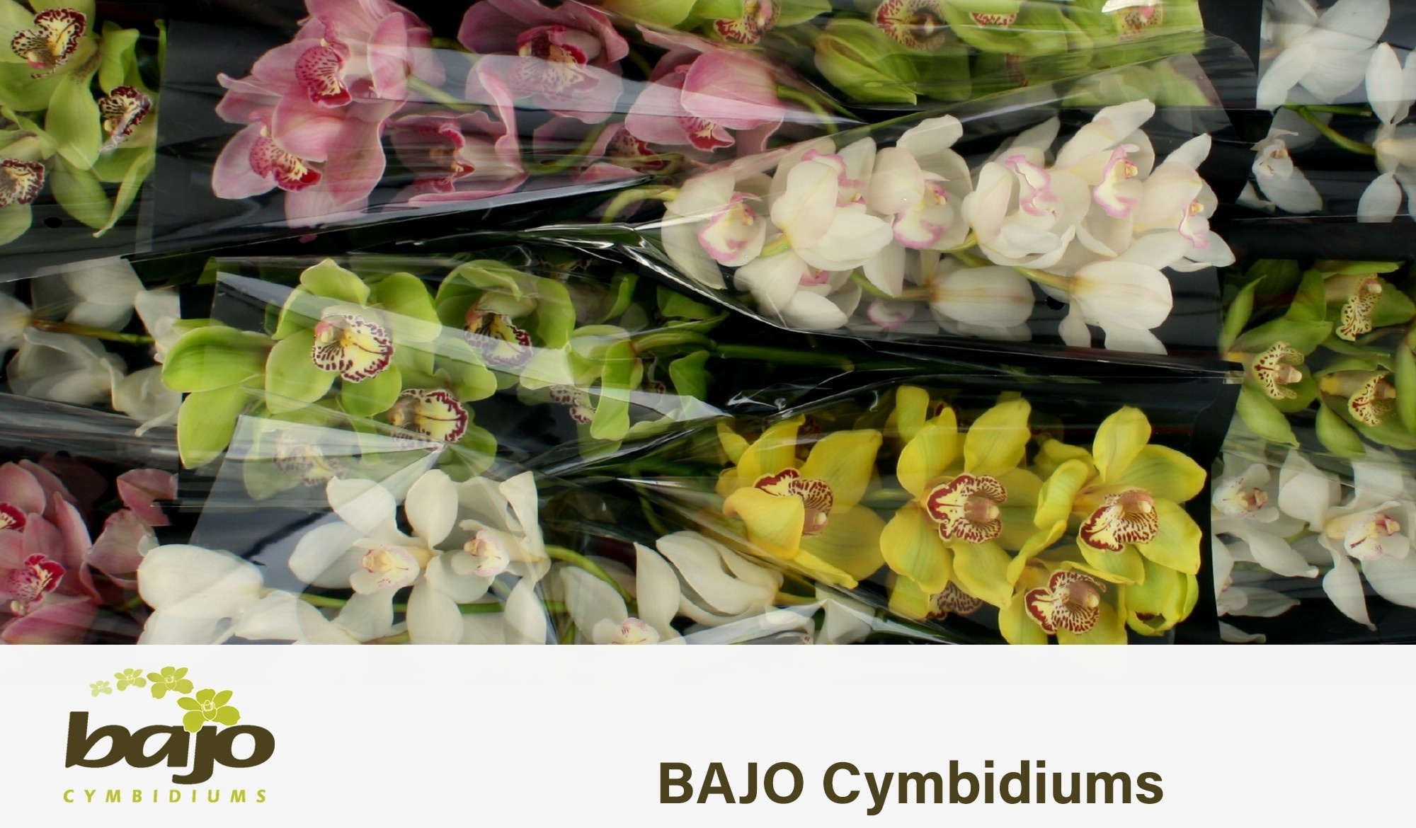 Cymbidium Asst 7bl