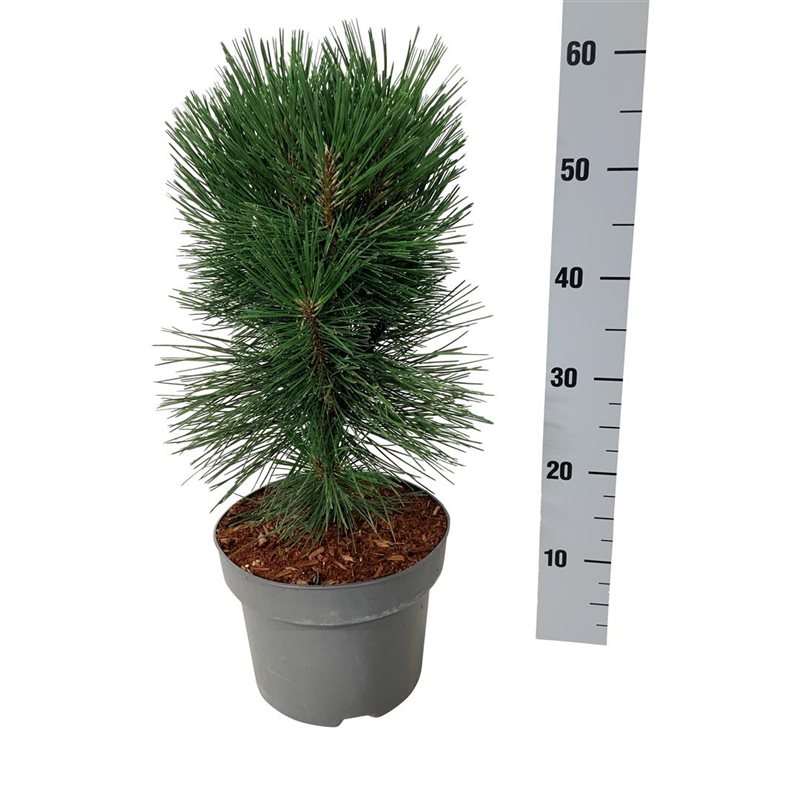 Picture of Pinus nigra 'Pyramidalis'