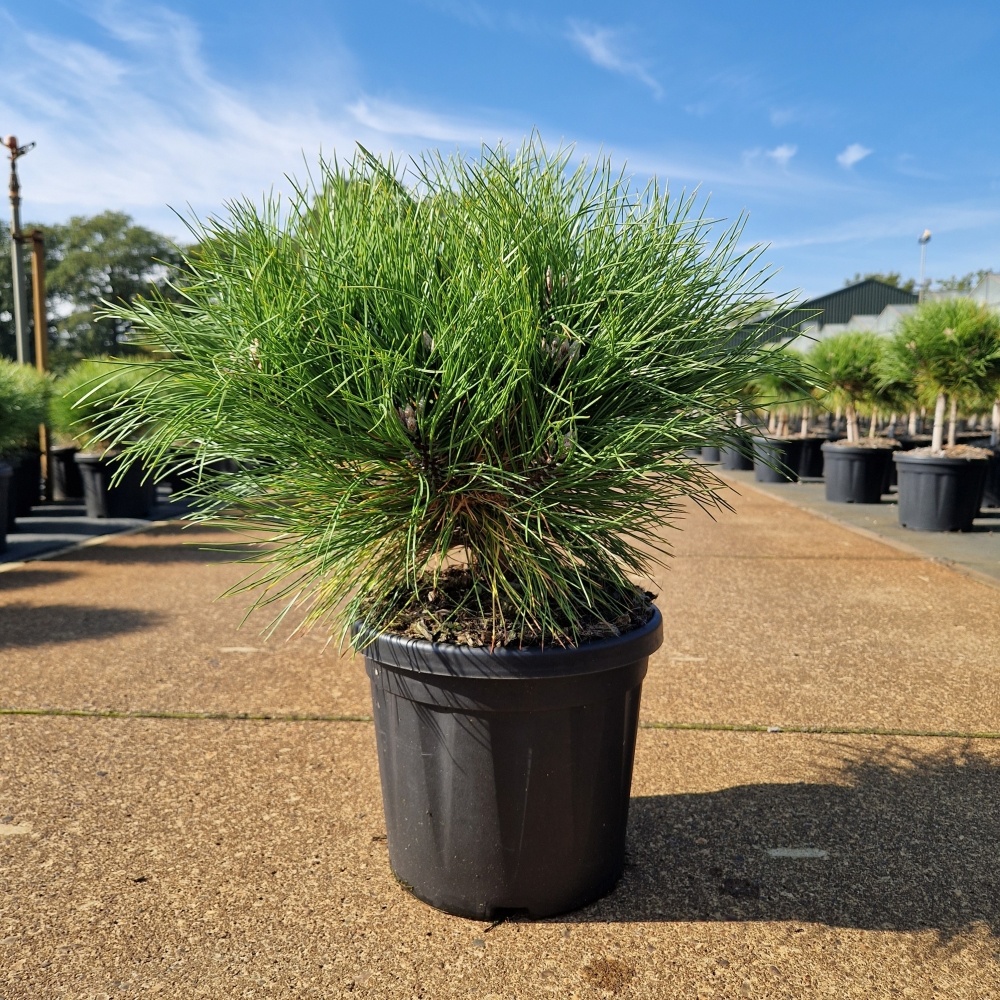 Pinus 'Marie Brégeon'
