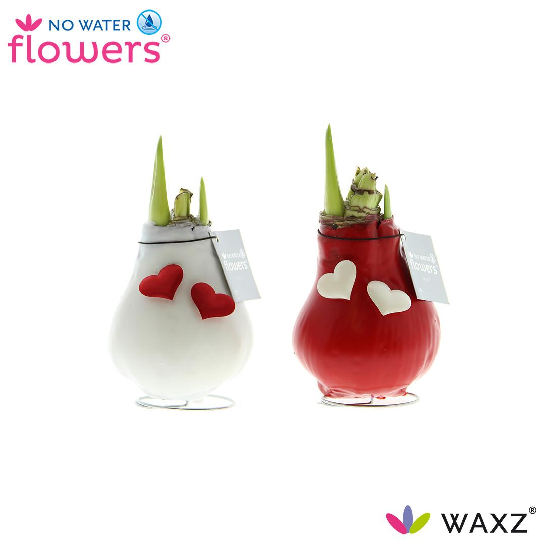 Picture of No Water Flowers Waxz® Love 20CM