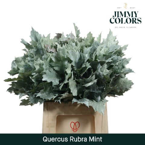Quercus Rubra L60 Mint