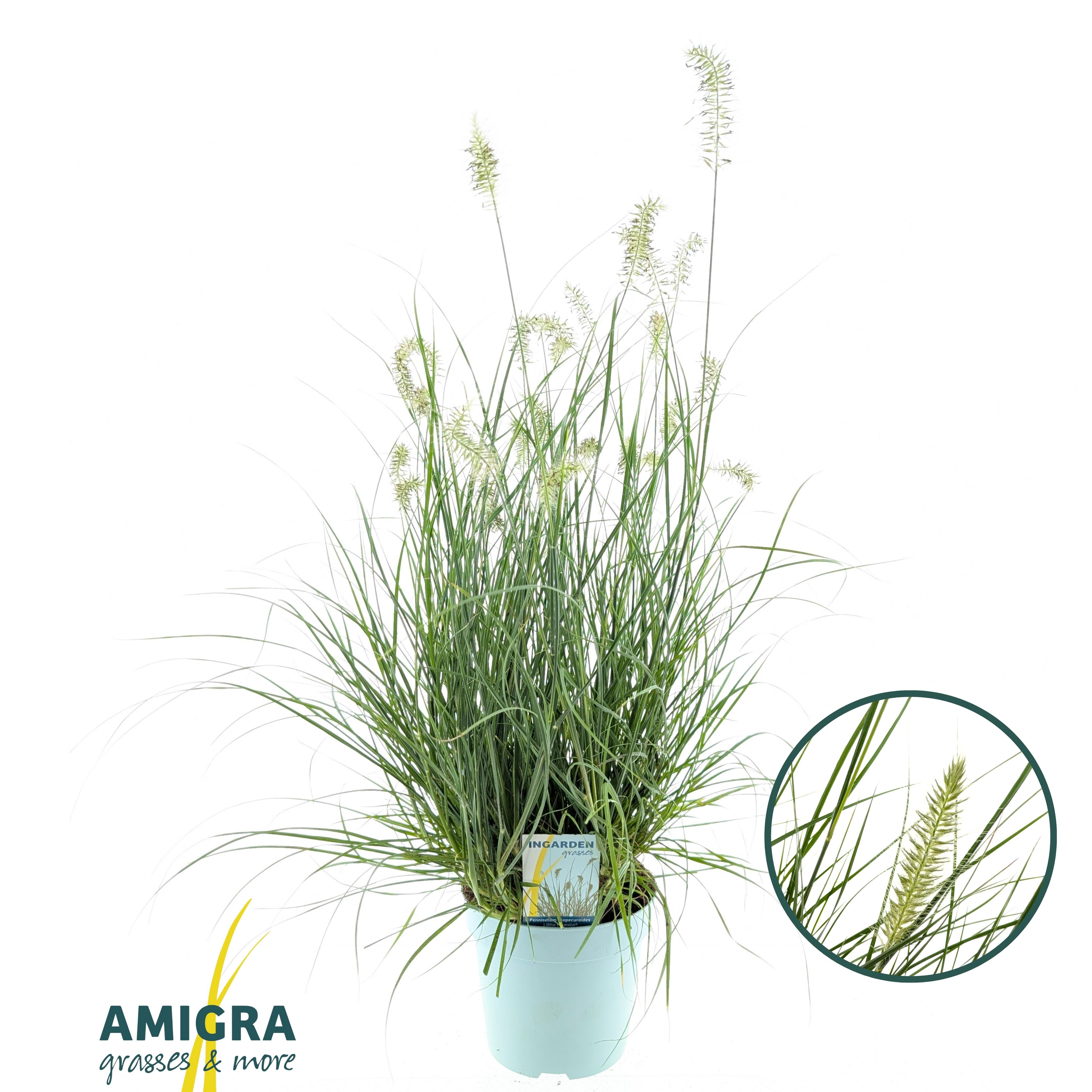 Picture of Pennisetum alopecuroides Little Hameln®