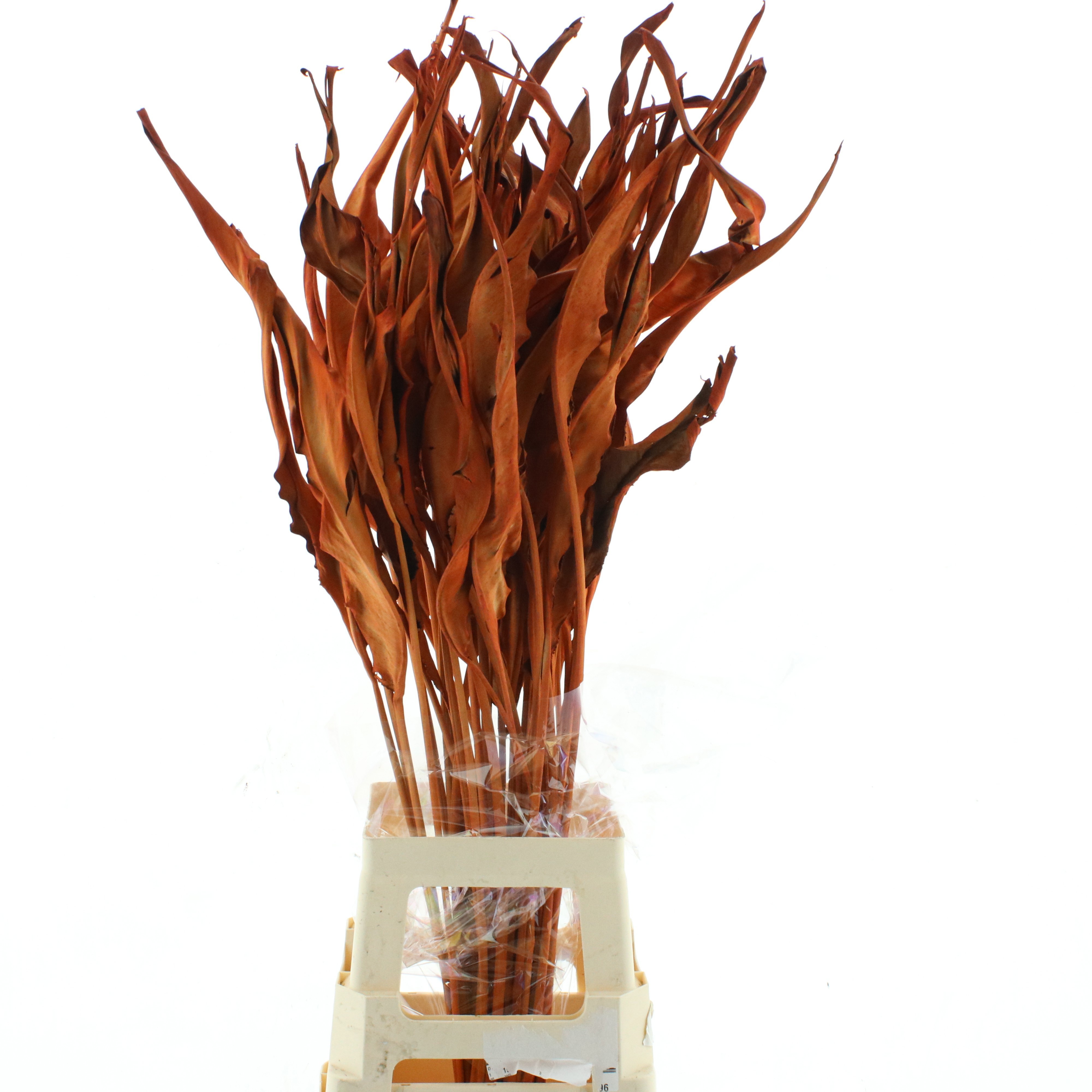 Dried Miscellaneous 90cm