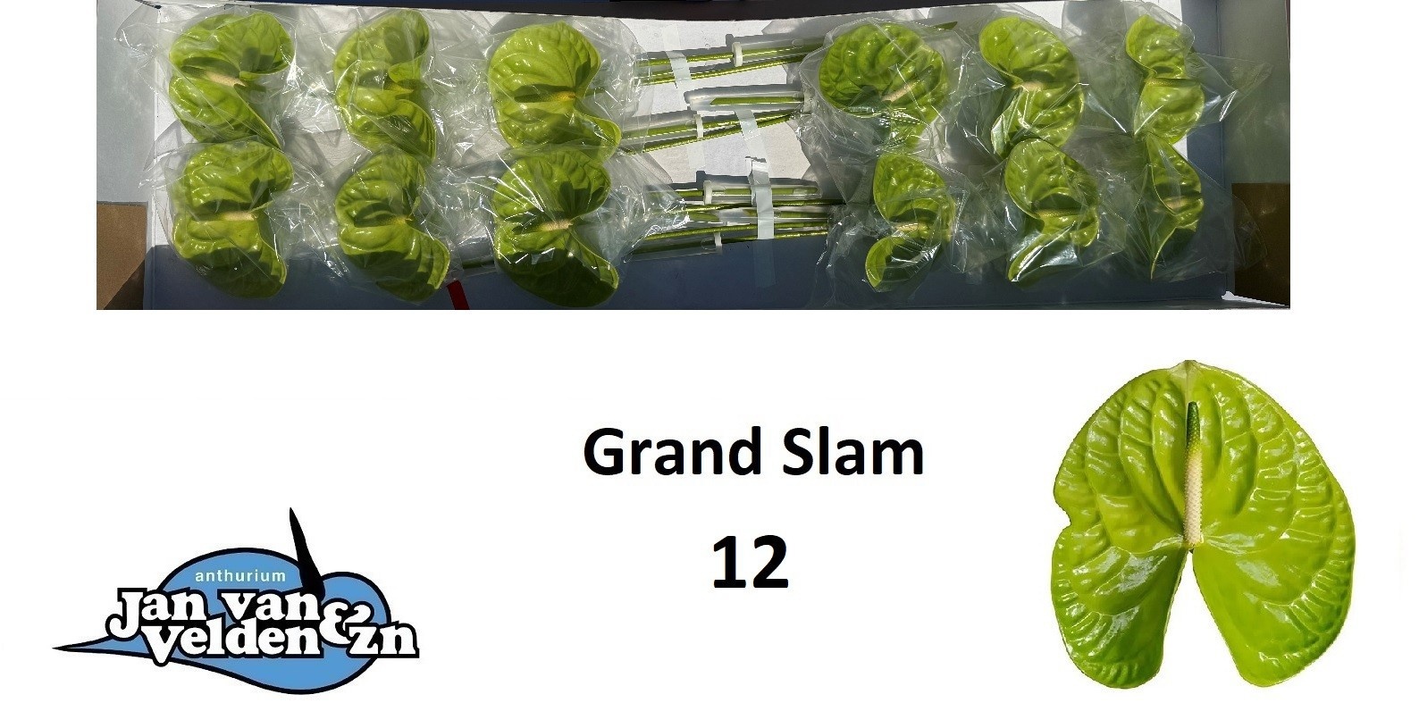 Anth A Grand Slam