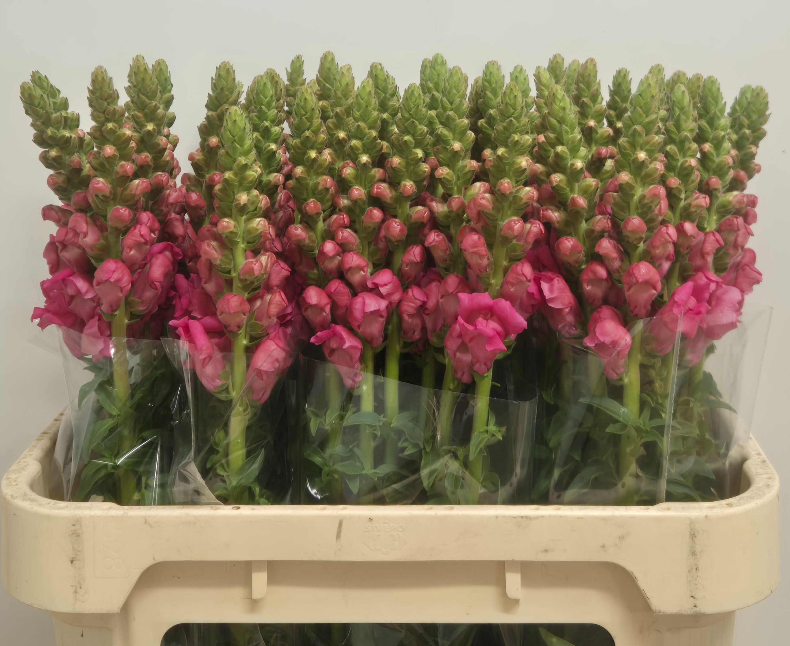 Antirrhinum Poto Pink 70cm