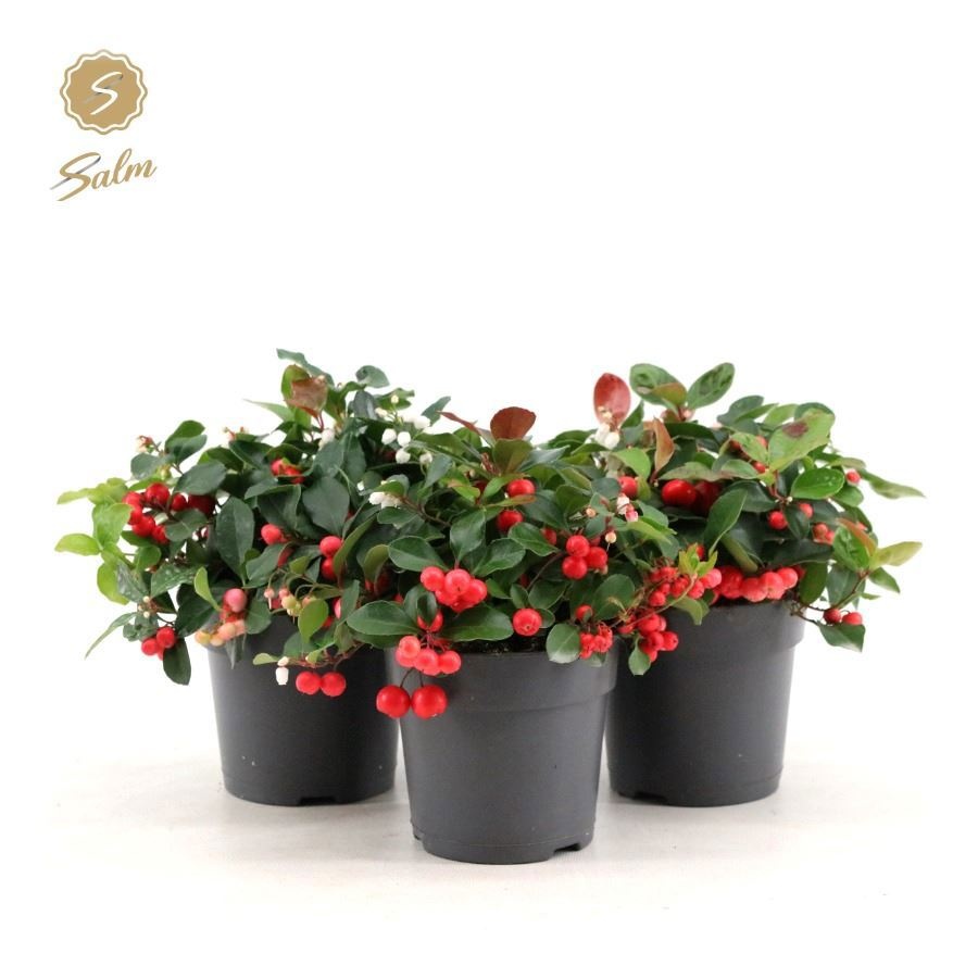 Picture of Gaultheria pr. 'Big Berry'® P12