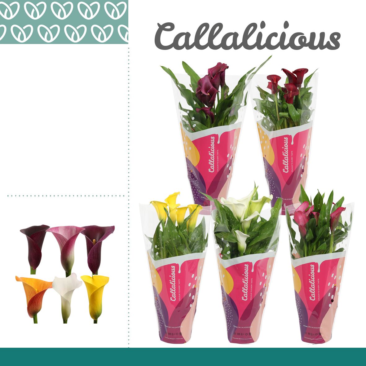 Zantedeschia (Calla) Mix in Callalicious Hoes