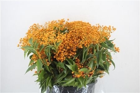 Pittosporum Bs