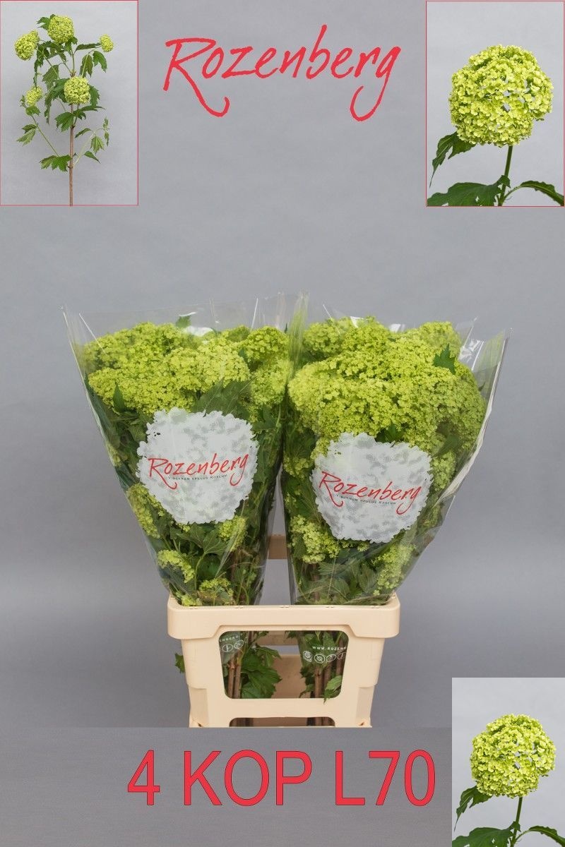 Viburnum Roseum 70cm 4