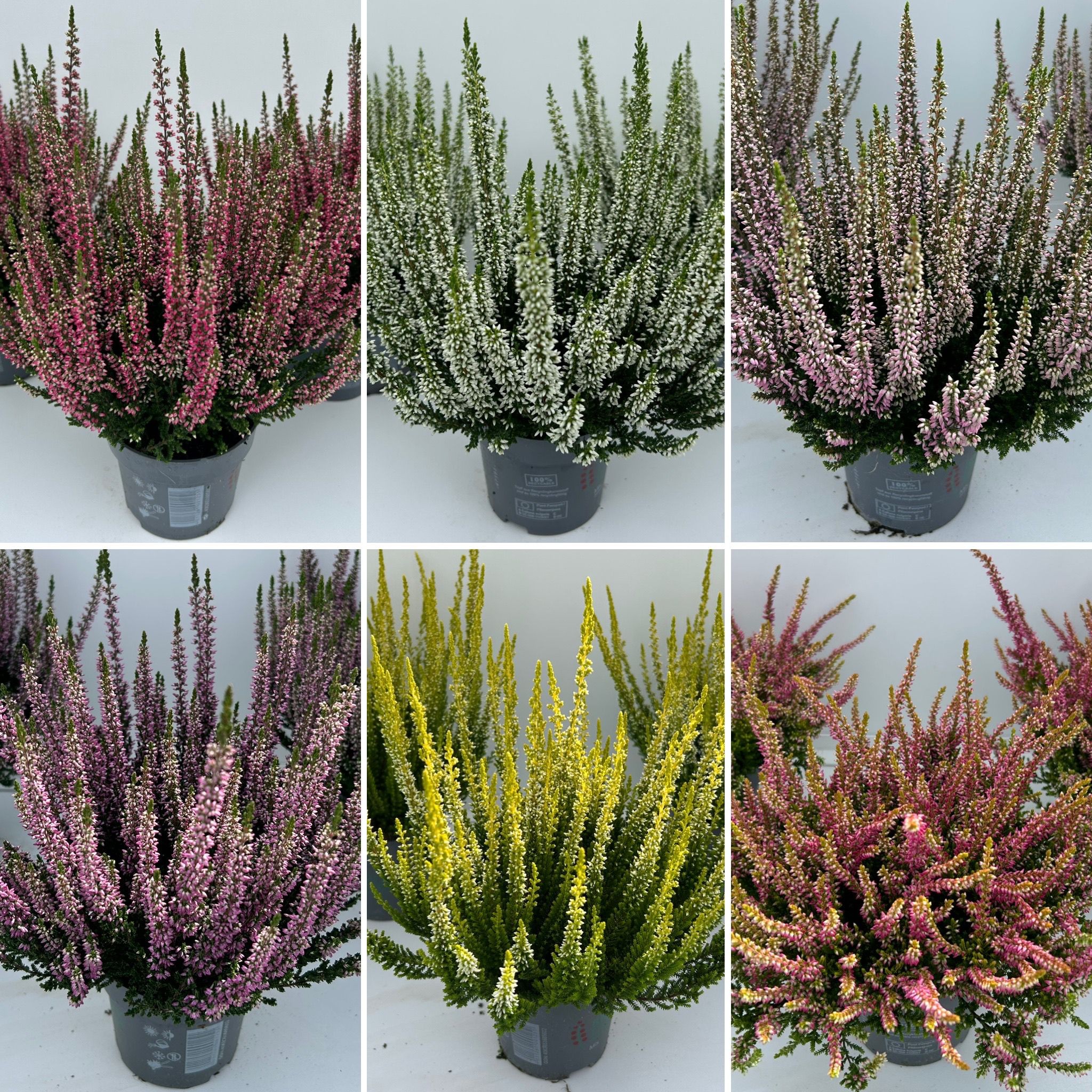 Calluna "Beauty Ladies"_Mix-Lage/Mix-CC_T10,5
