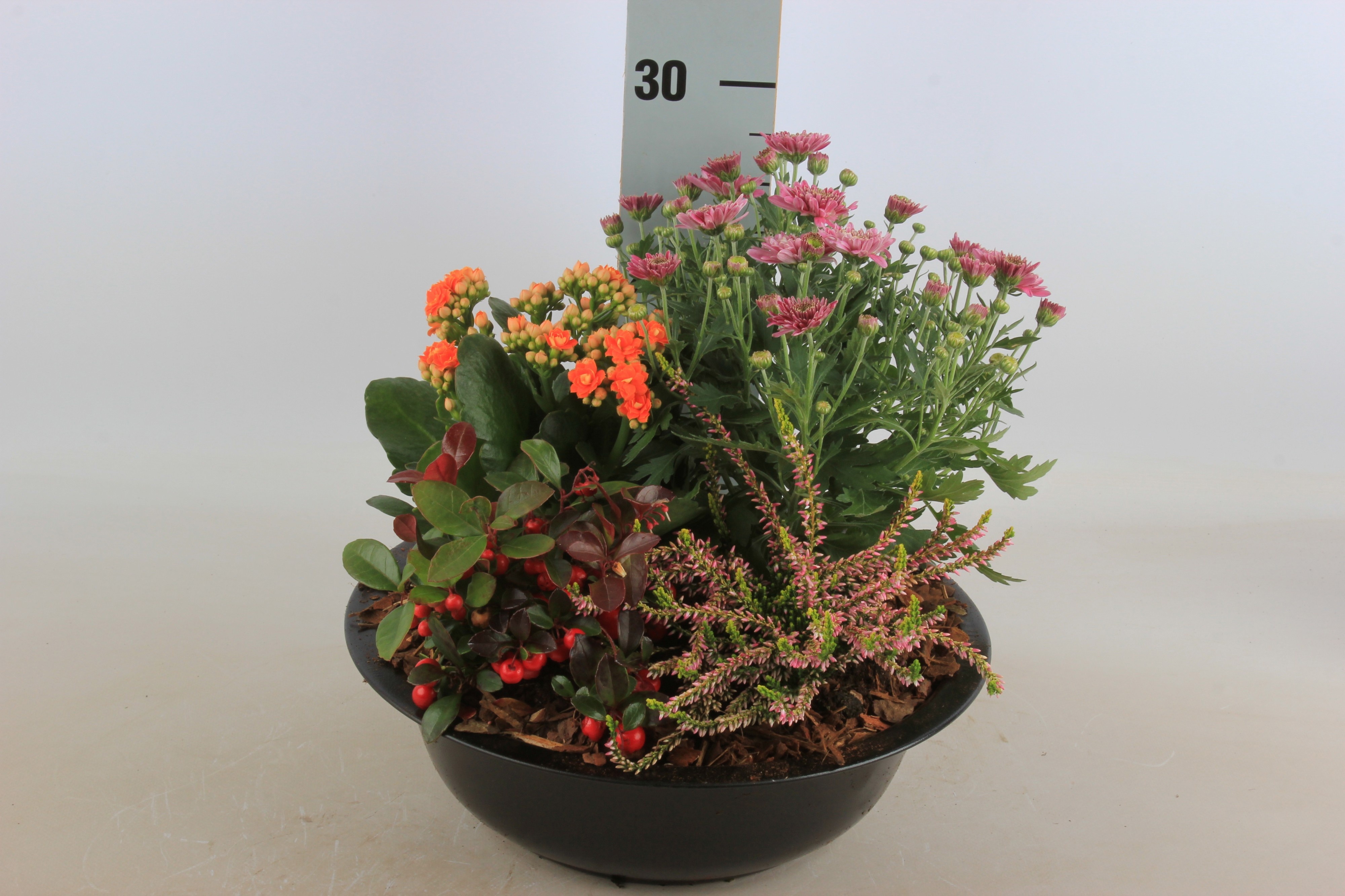 Arr Tuinplanten 30P 30cm 12bloei