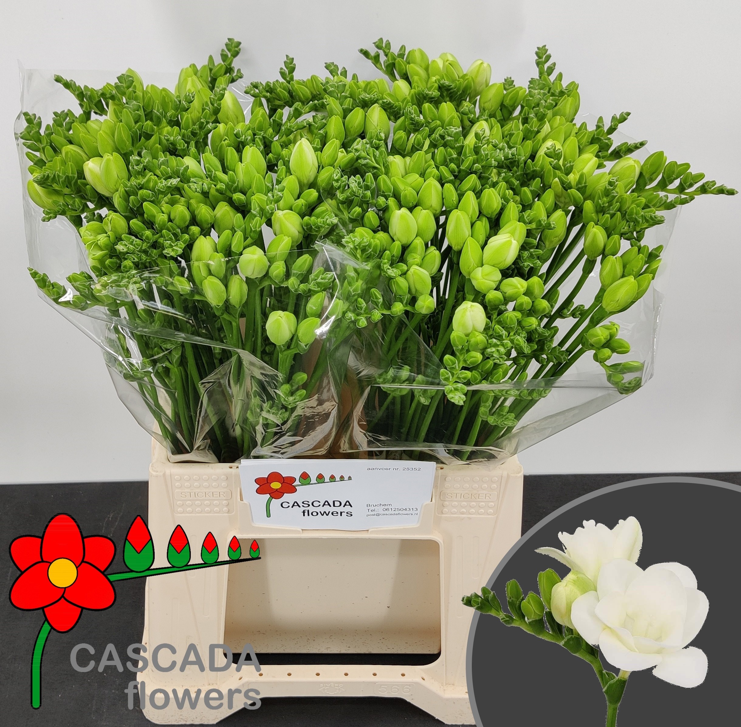 Freesia Double Essence 12gram