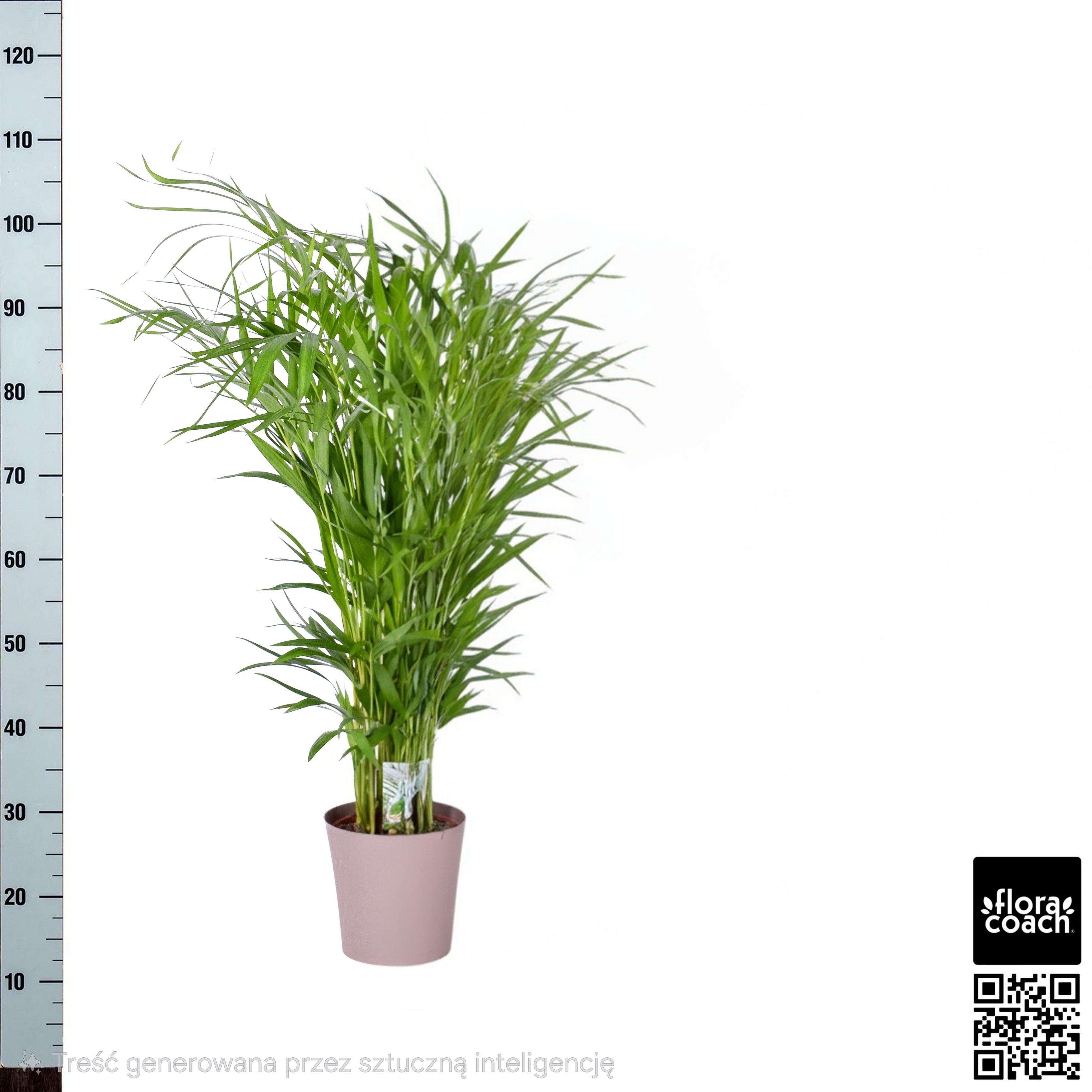 Dypsis Lutescens 23P 135H 22stek