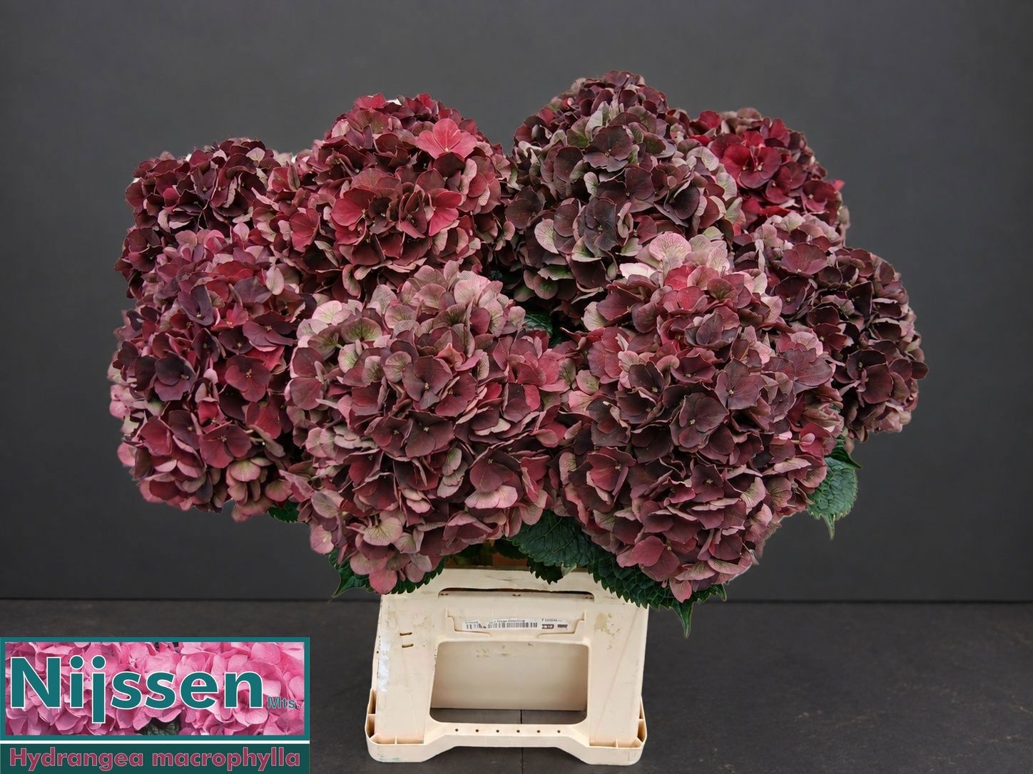 Hydrangea Dark Ruby Classic 60cm 18Ø