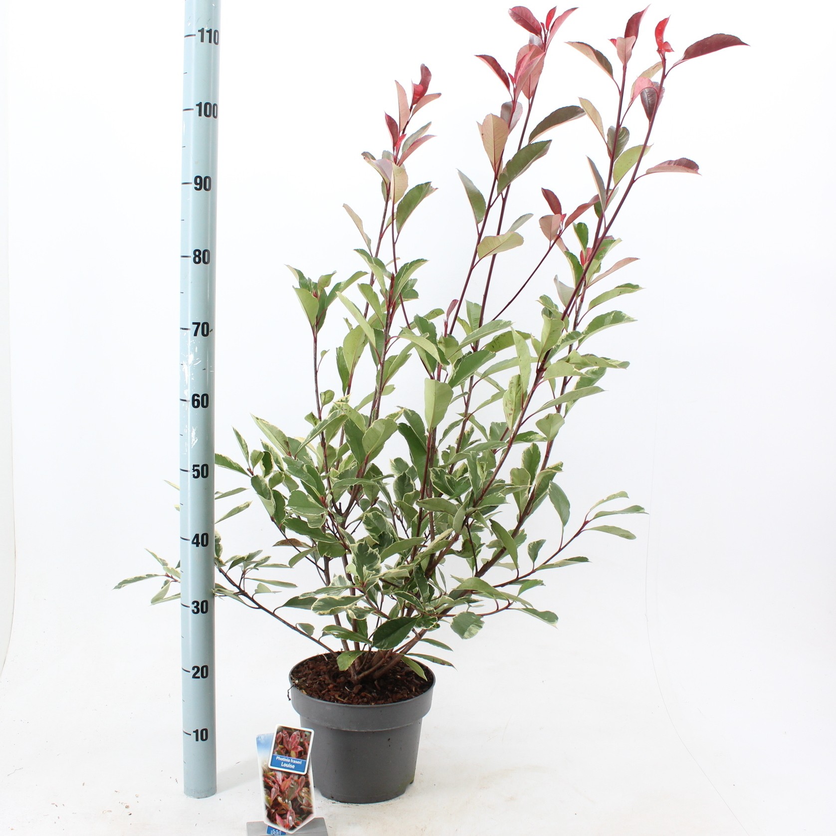 Picture of Photinia fraseri Louise ('McLarlou'PBR)