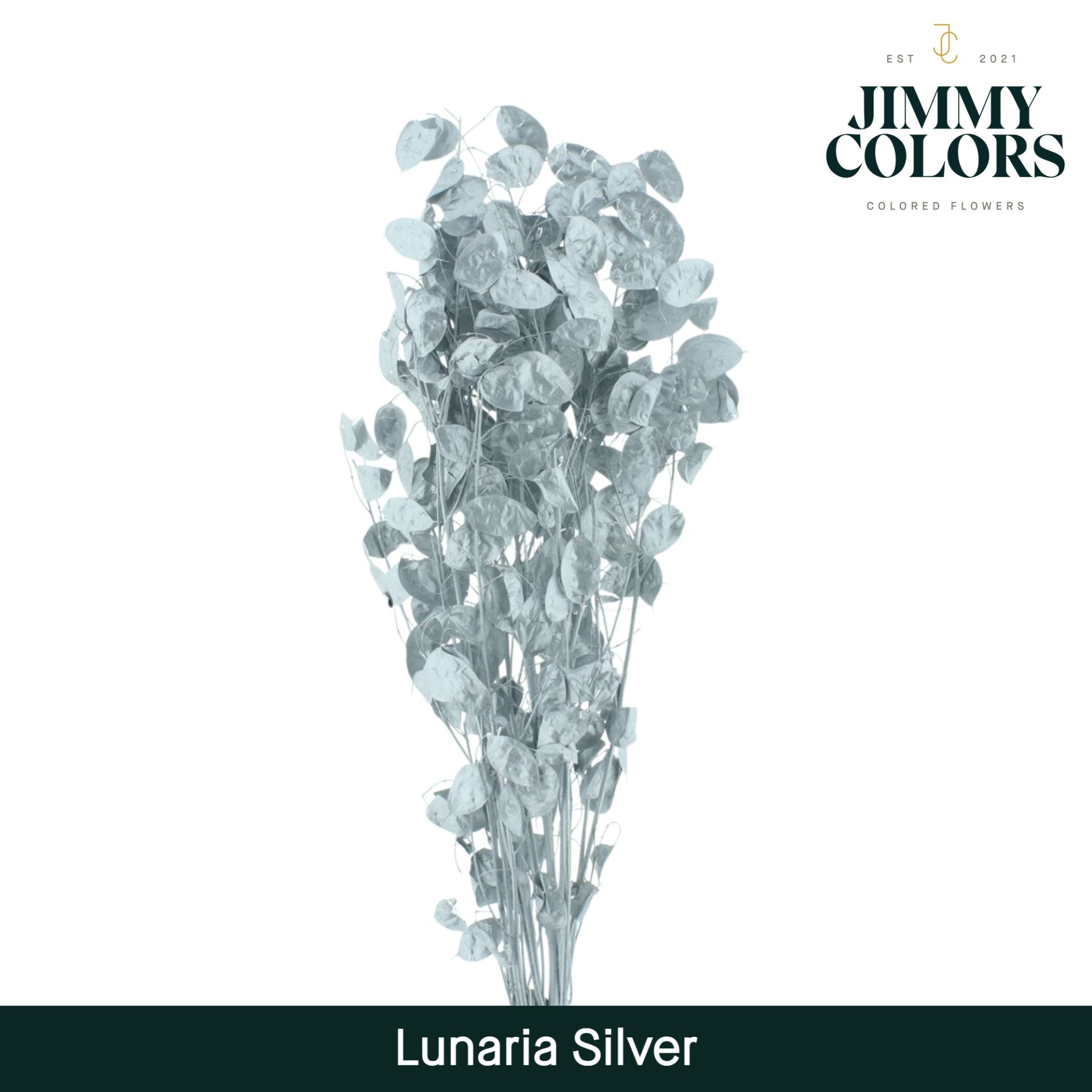 Lunaria Gebleekt Zilver