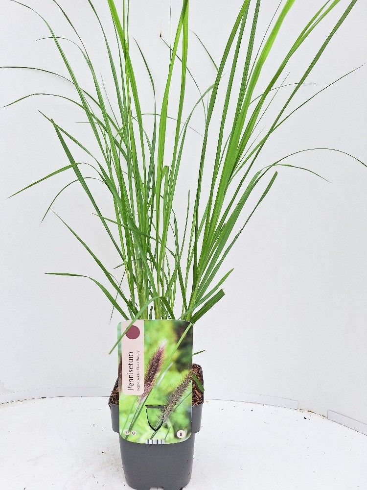 Pennisetum alopecuroides 'Black Beauty'
