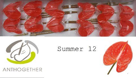 Anth A Summer