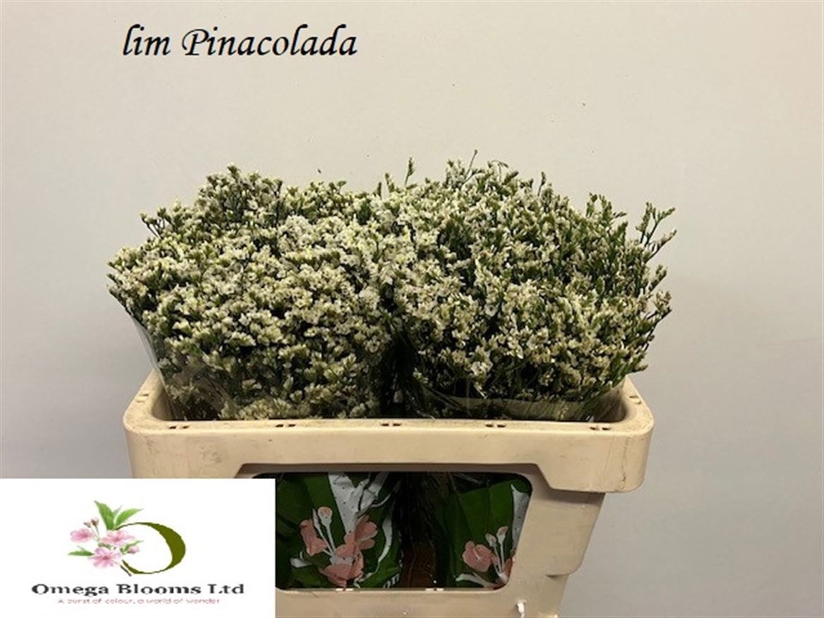 Limonium Sin Pina Colada 50cm 18gram