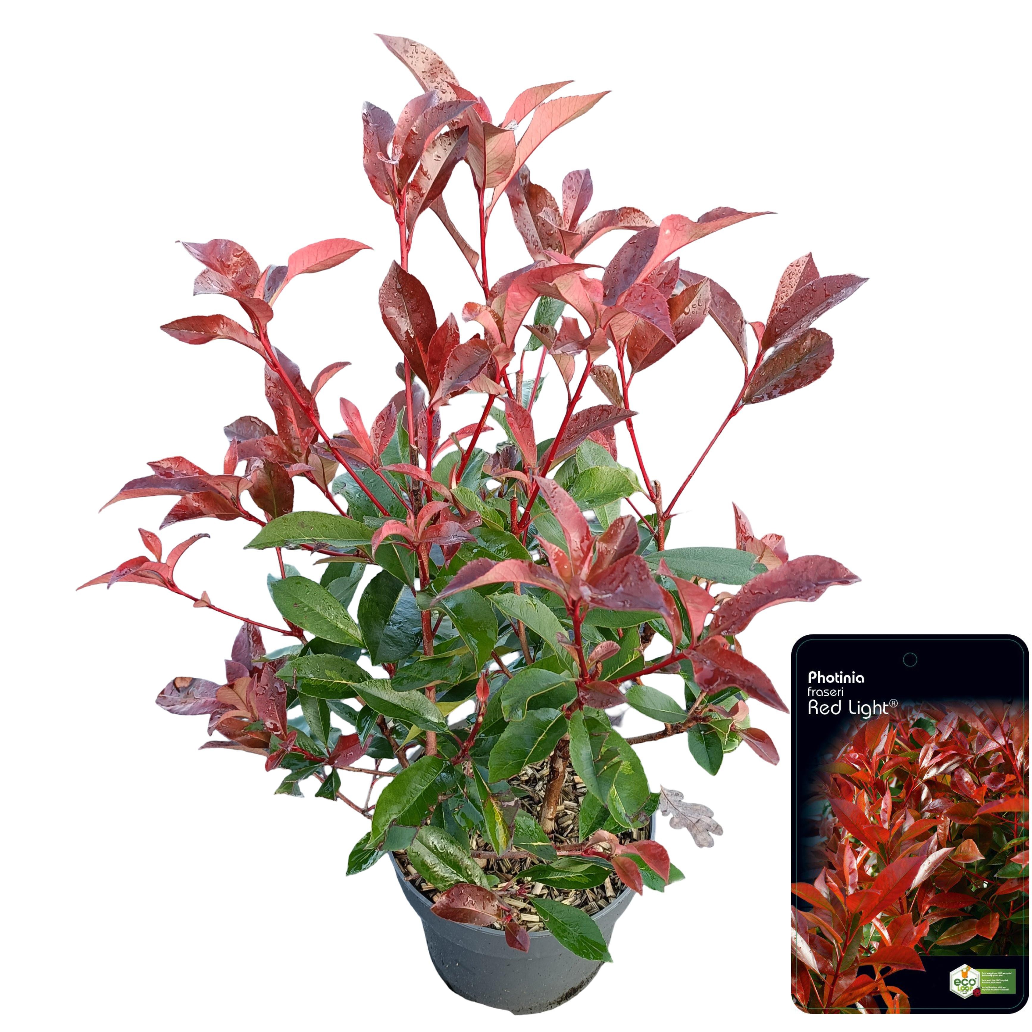 Picture of Photinia fraseri 'Red Light' C5