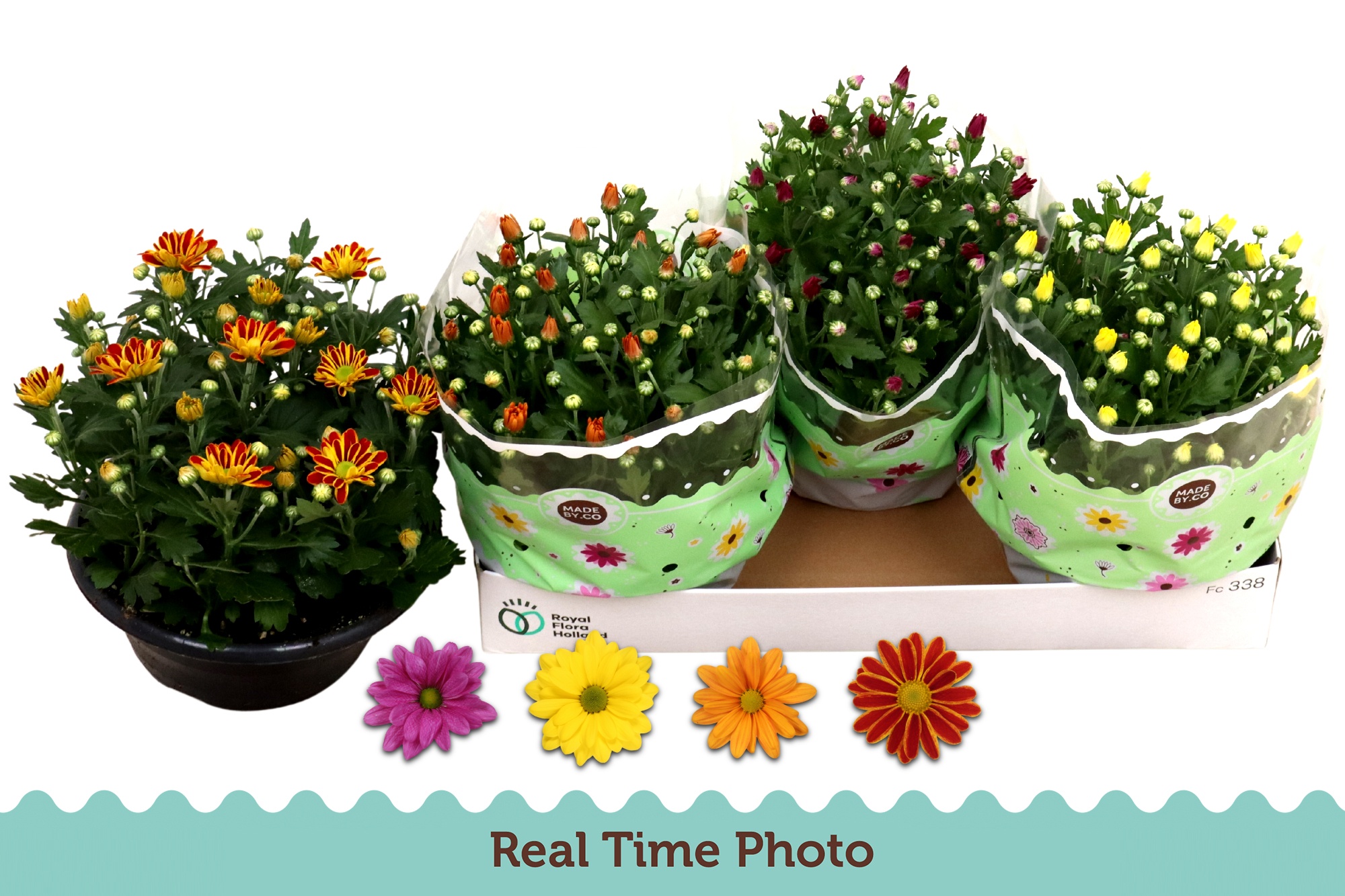 Chr Gemengd 4 Kleur 23Ø 27cm