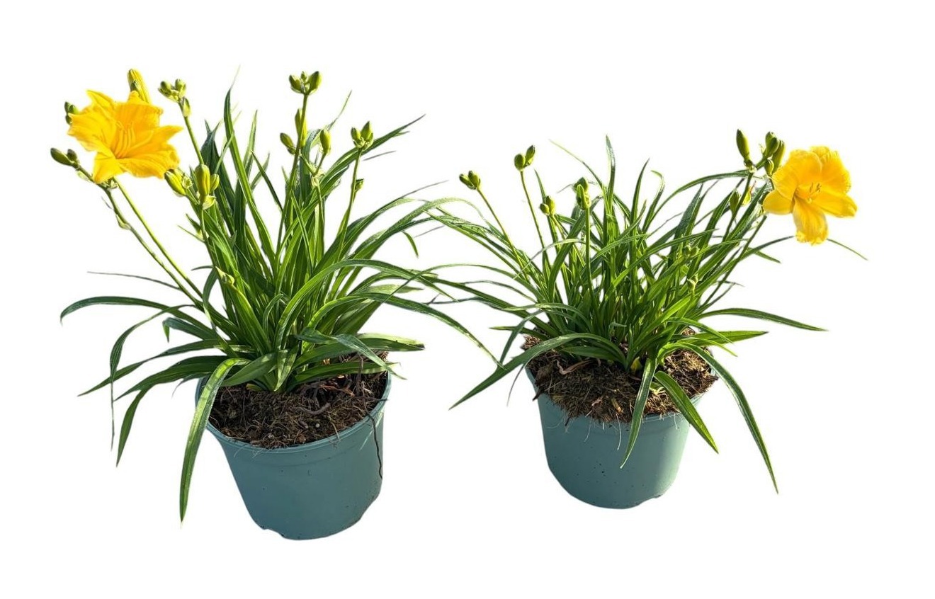 Hemerocallis 'Stella d'Oro'
