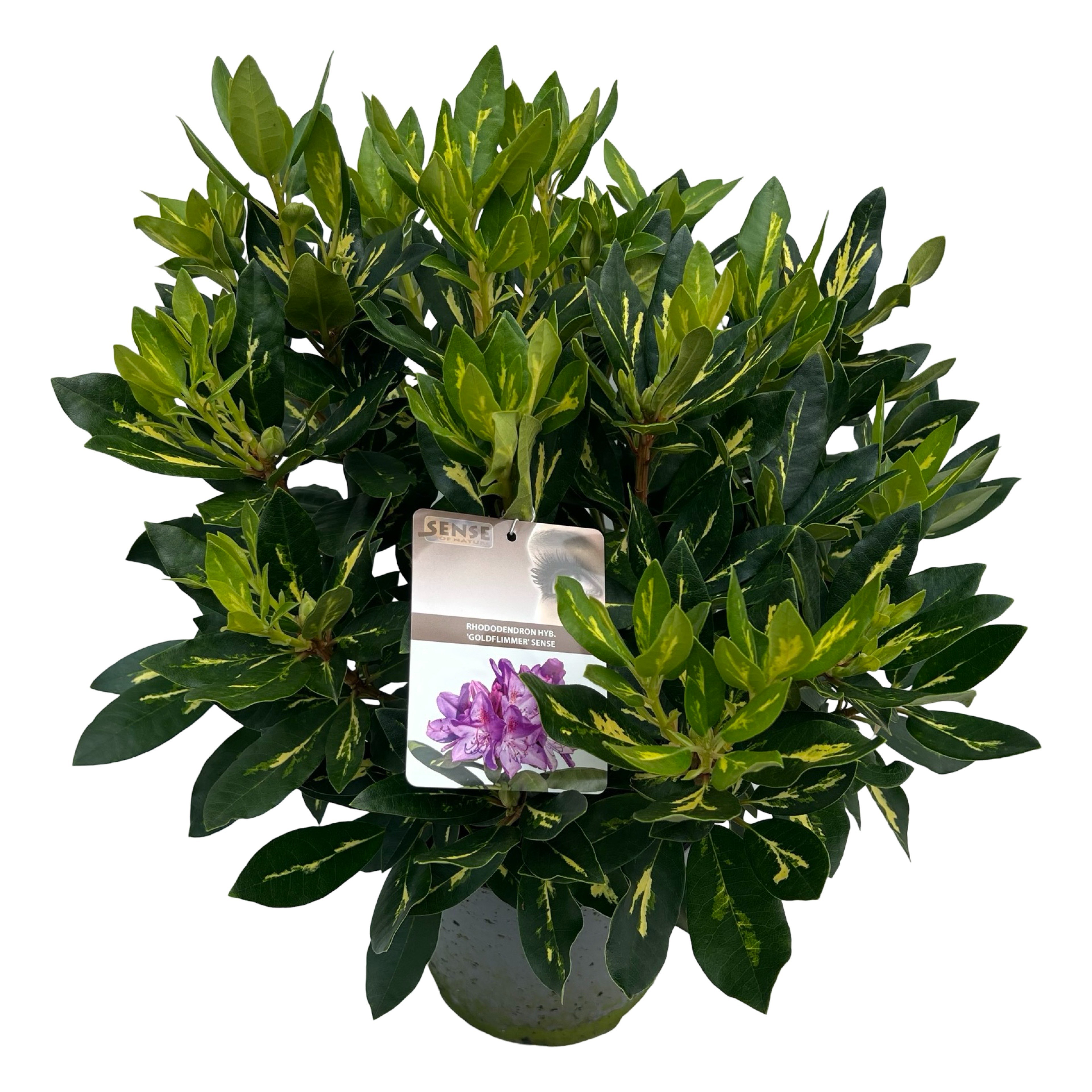 Picture of Rhododendron hyb. 'Goldflimmer' sense